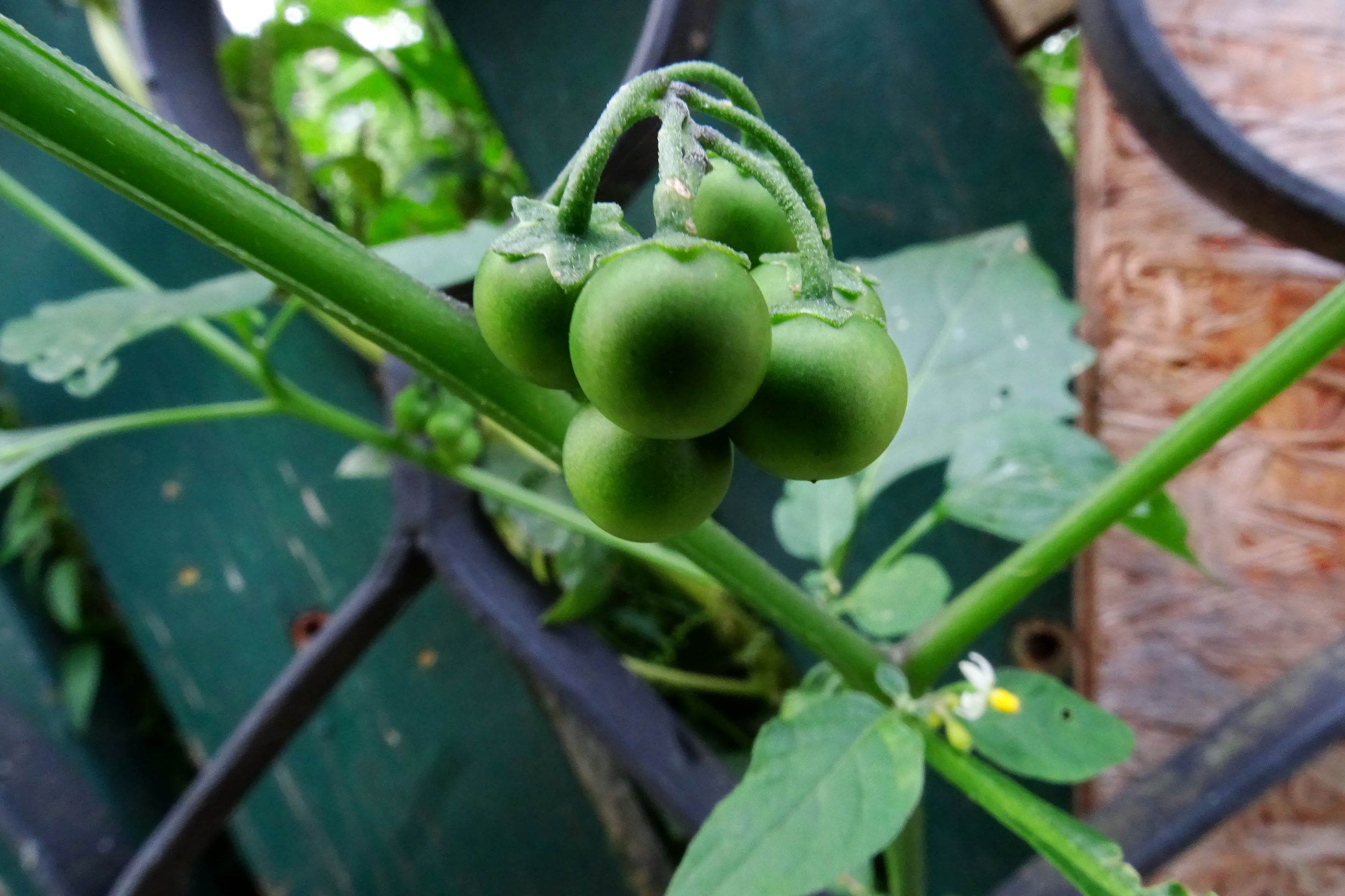 DSC04727 prell-SW solanum nigrum.JPG