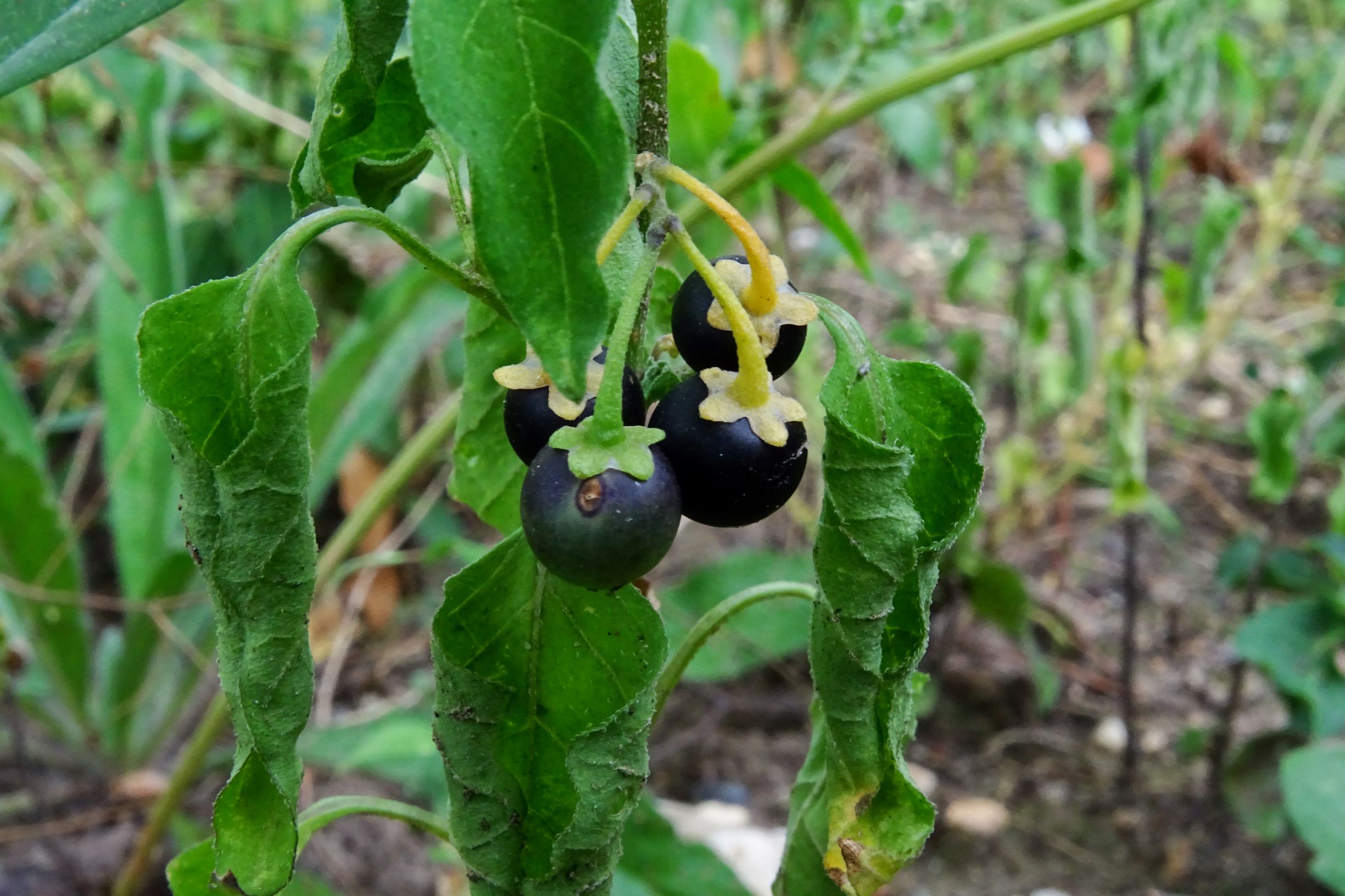 DSC04792 prell-SW solanum nigrum.JPG