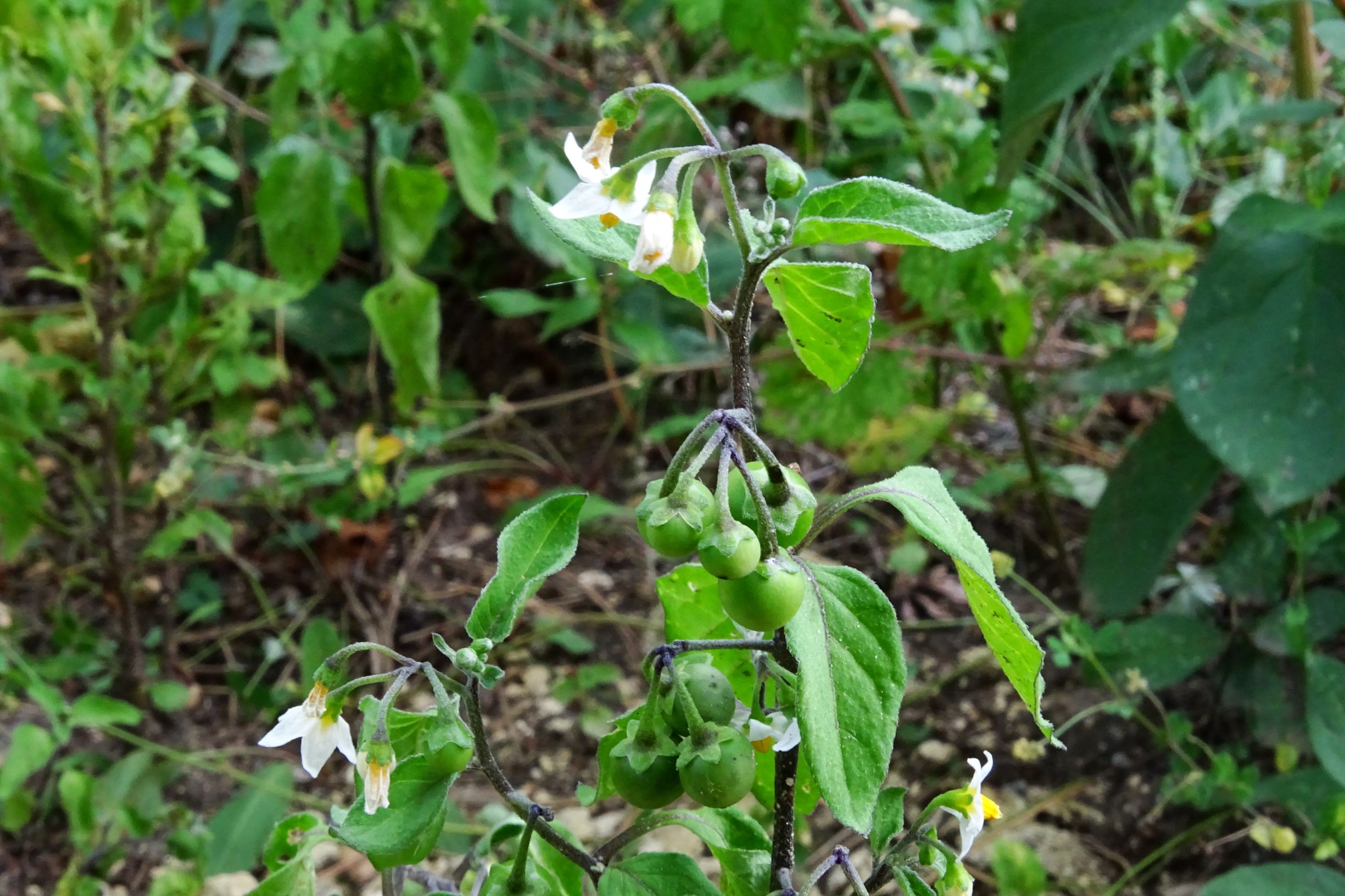 DSC04793 prell-SW solanum nigrum.JPG