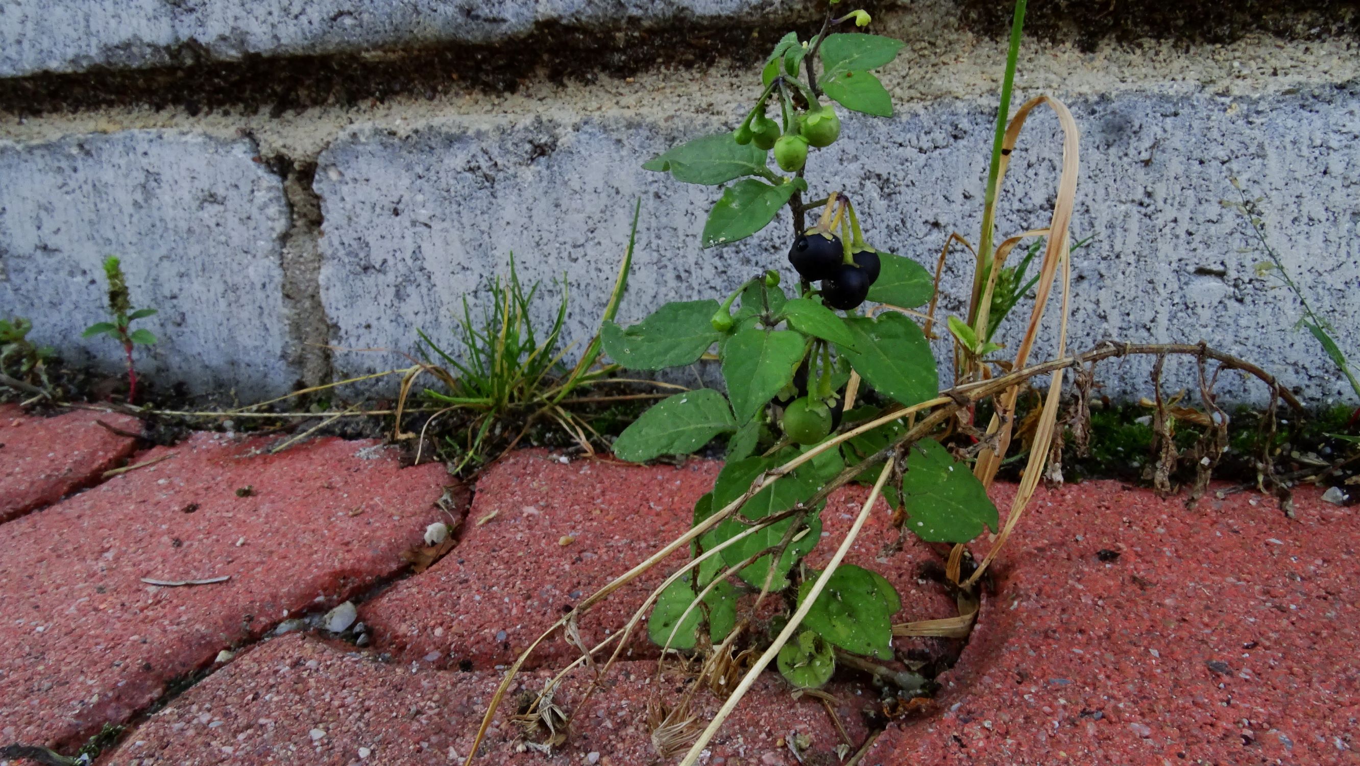 DSC05003 prell-O solanum nigrum.JPG