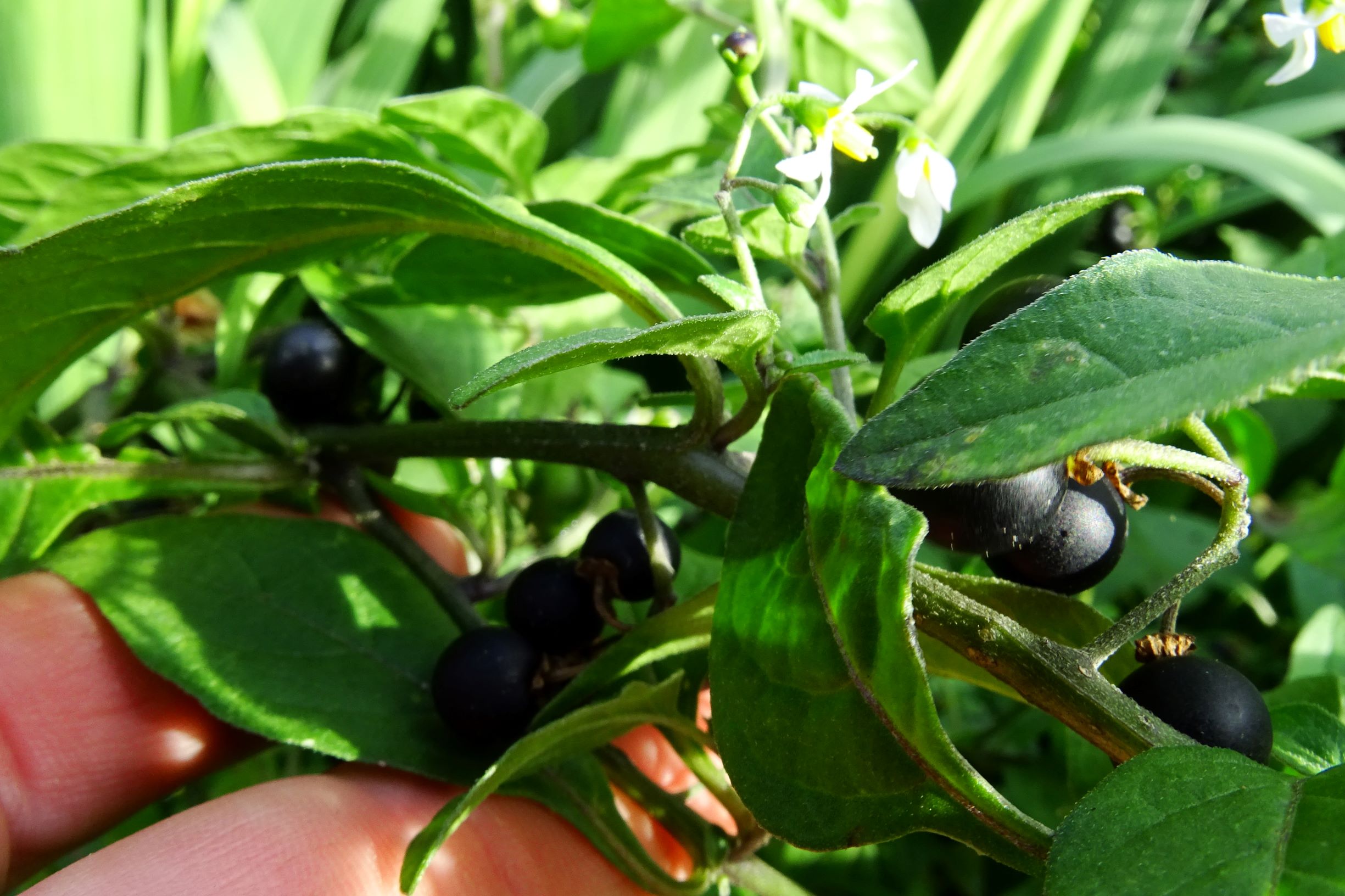 DSC05551 prellenkirchen-mitte solanum nigrum kantige, hochwüchsige sippe.JPG