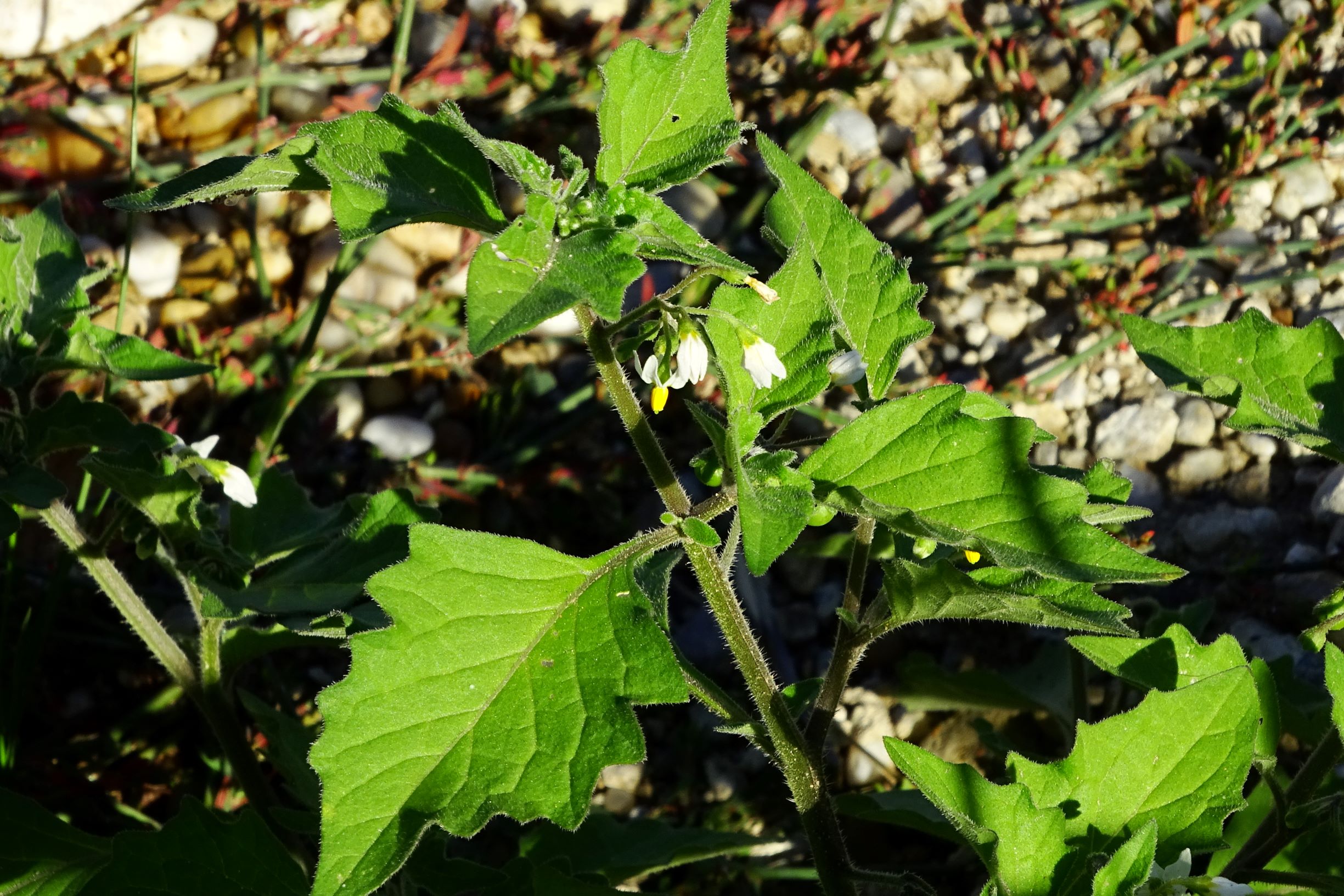 DSC06473 prell-S solanum nigrum cf. subsp. schultesii.JPG