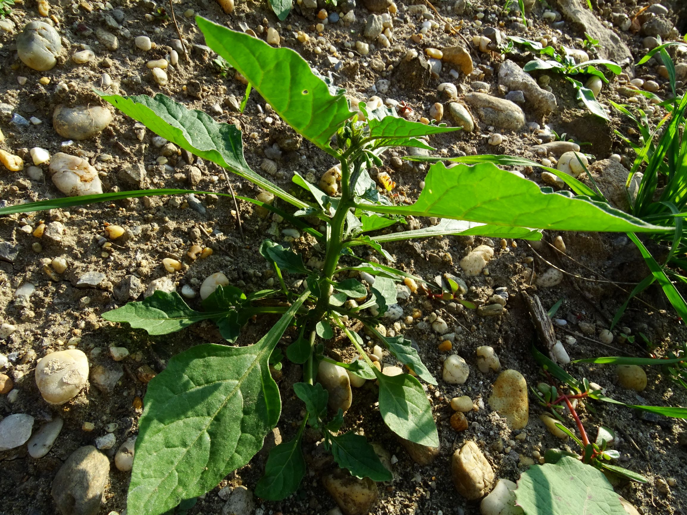 DSC07619 prell-mitte-OSO solanum nigrum.JPG