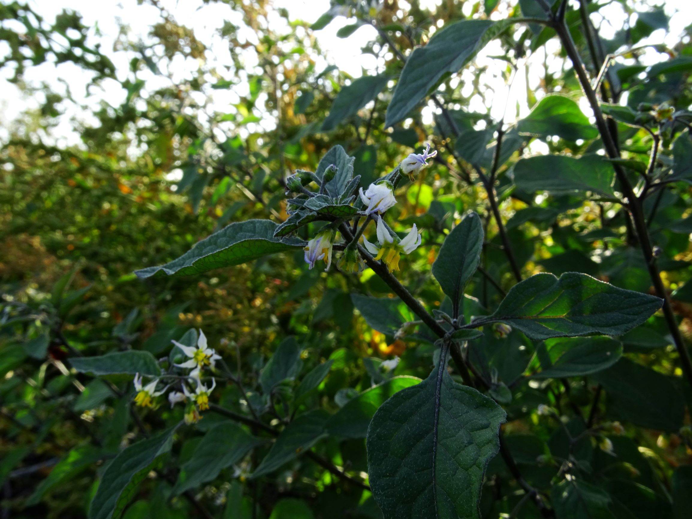 DSC07624 prell-mitte-OSO solanum nigrum.JPG