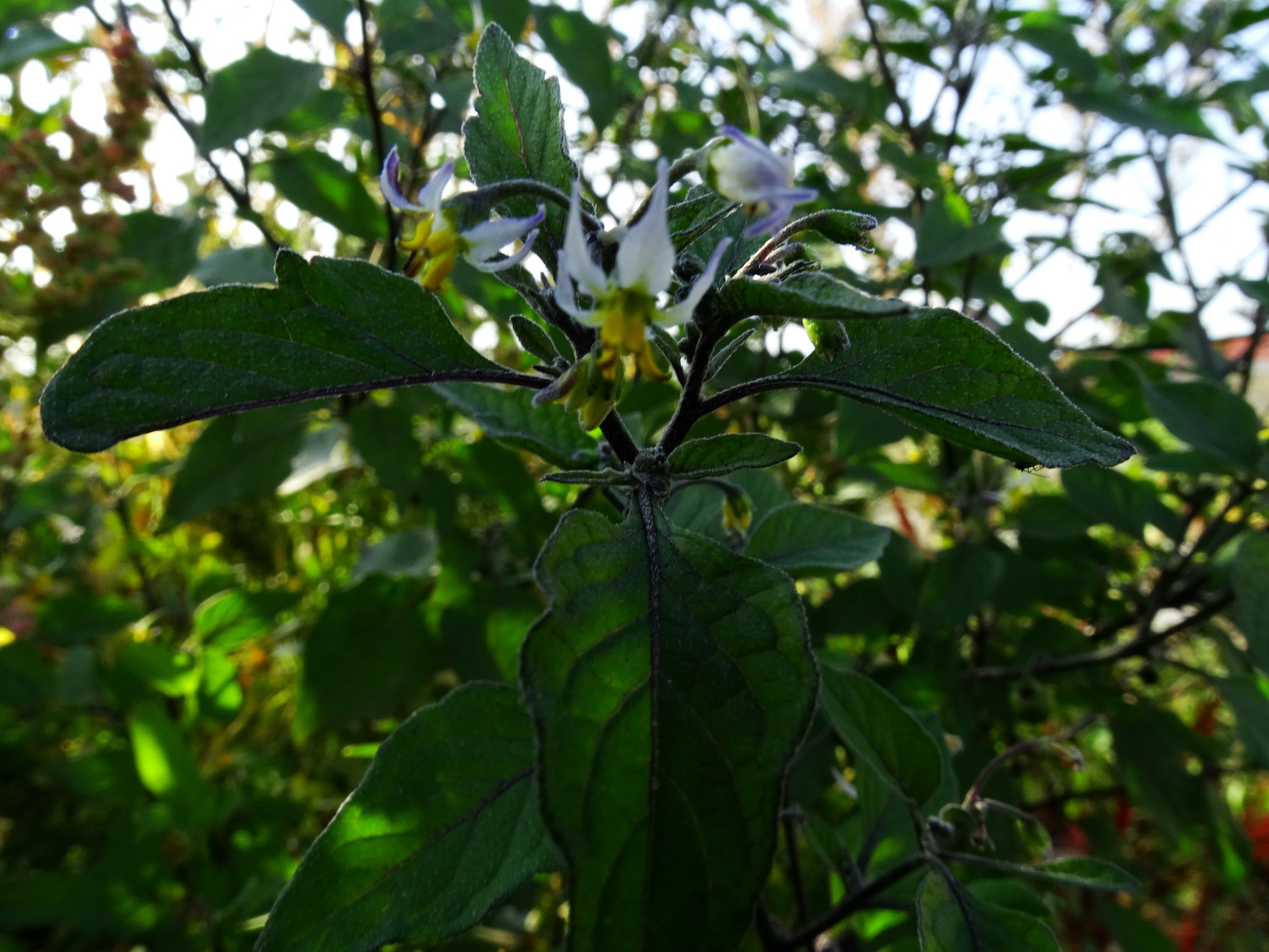 DSC07628 prell-mitte-OSO solanum nigrum.JPG