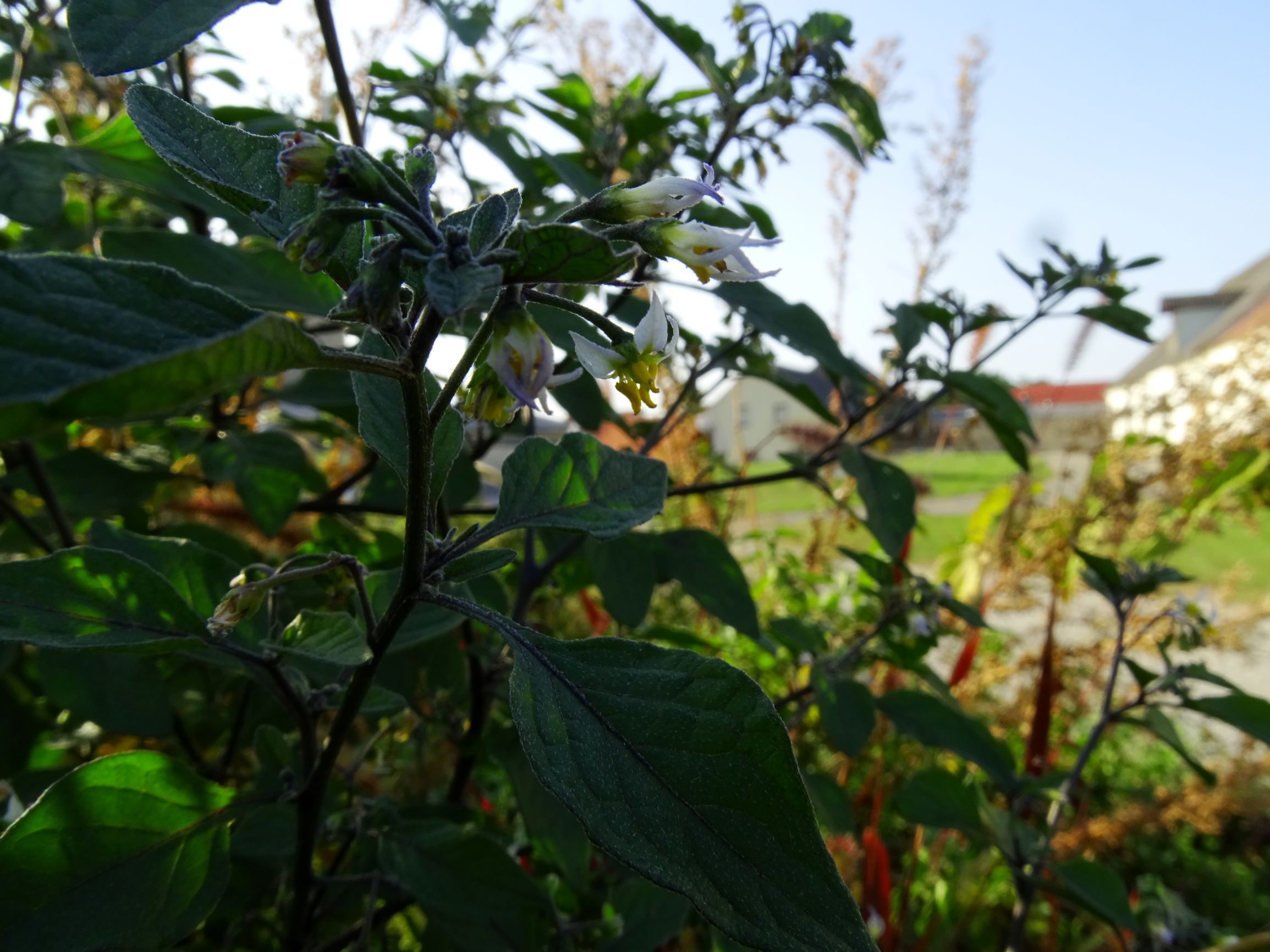 DSC07630 prell-mitte-OSO solanum nigrum.JPG