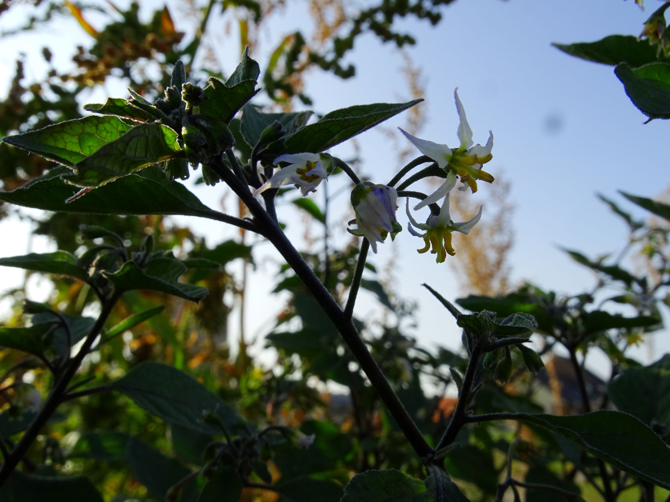 DSC07632 prell-mitte-OSO solanum nigrum.JPG