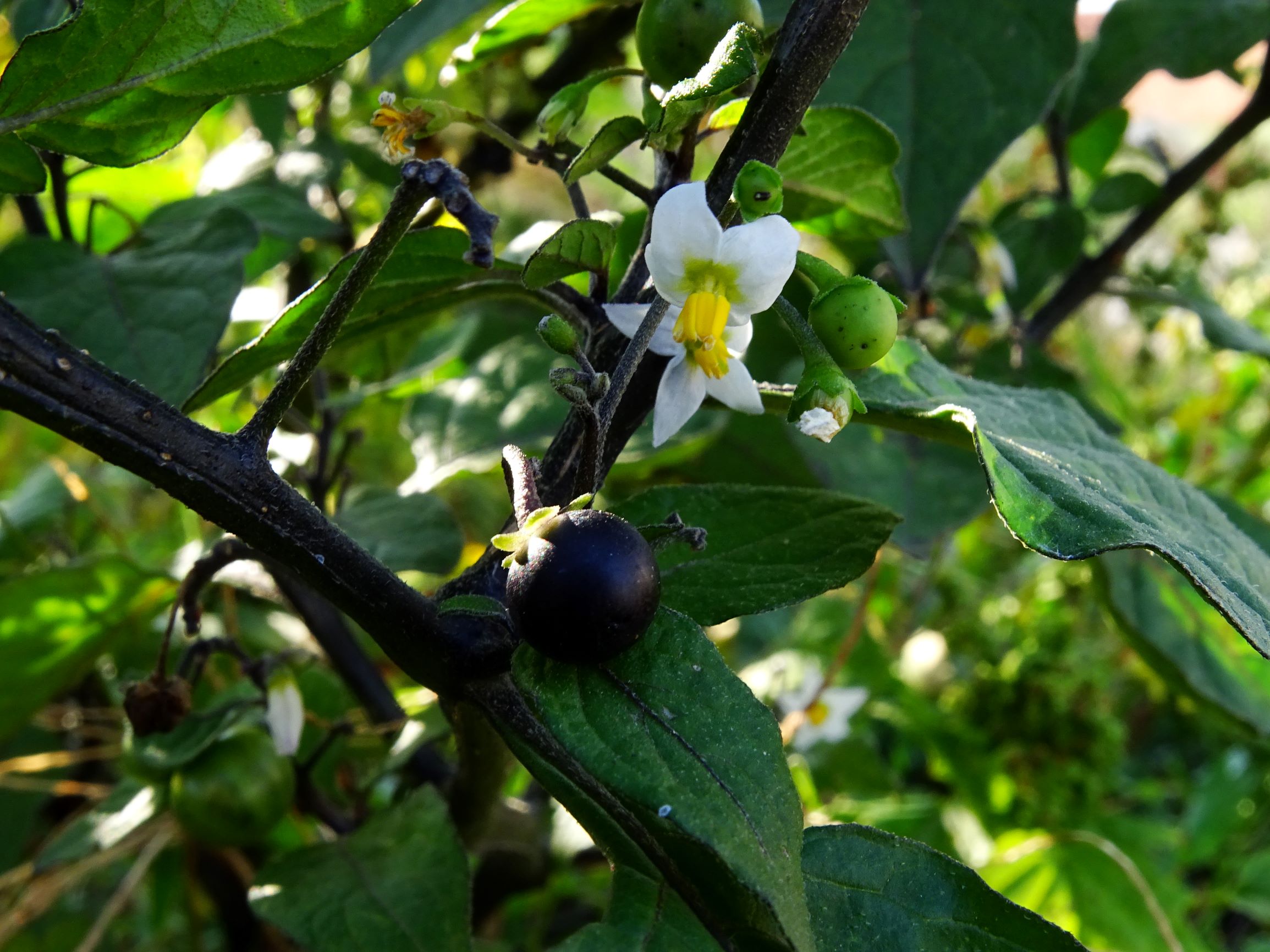 DSC07634 prell-mitte-OSO solanum nigrum.JPG