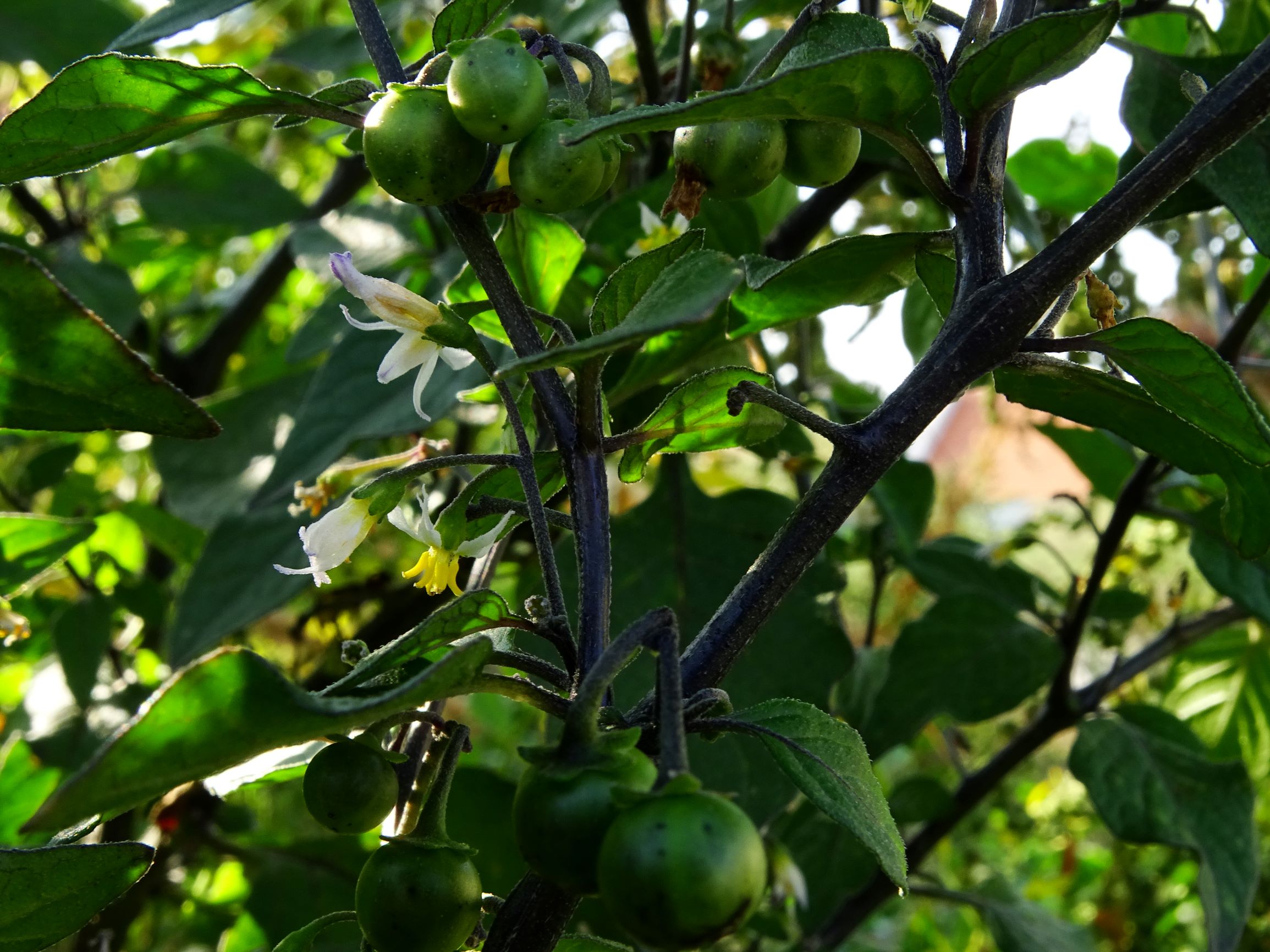 DSC07636 prell-mitte-OSO solanum nigrum.JPG