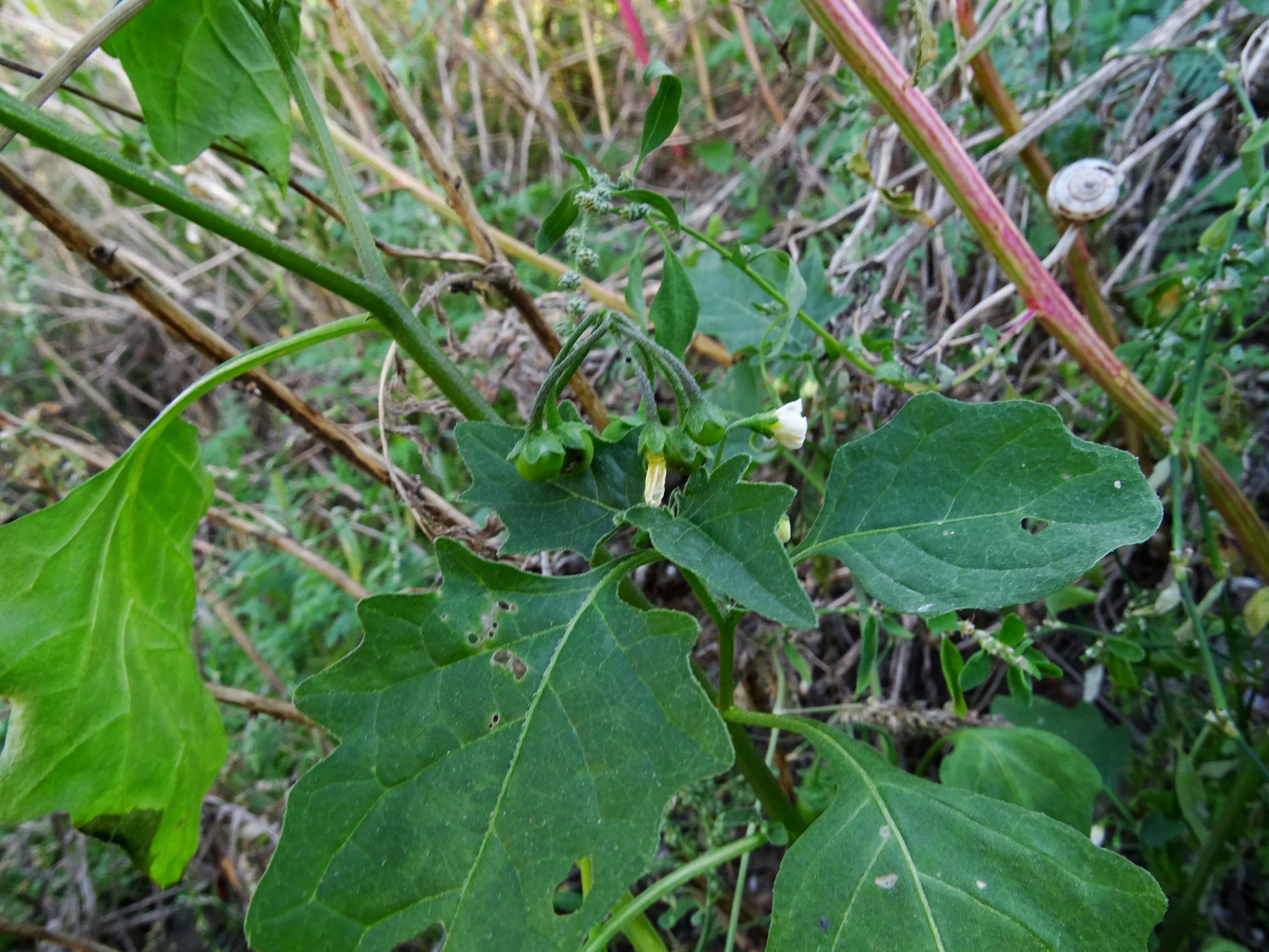 DSC07723 prell-mitte-OSO solanum nigrum.JPG