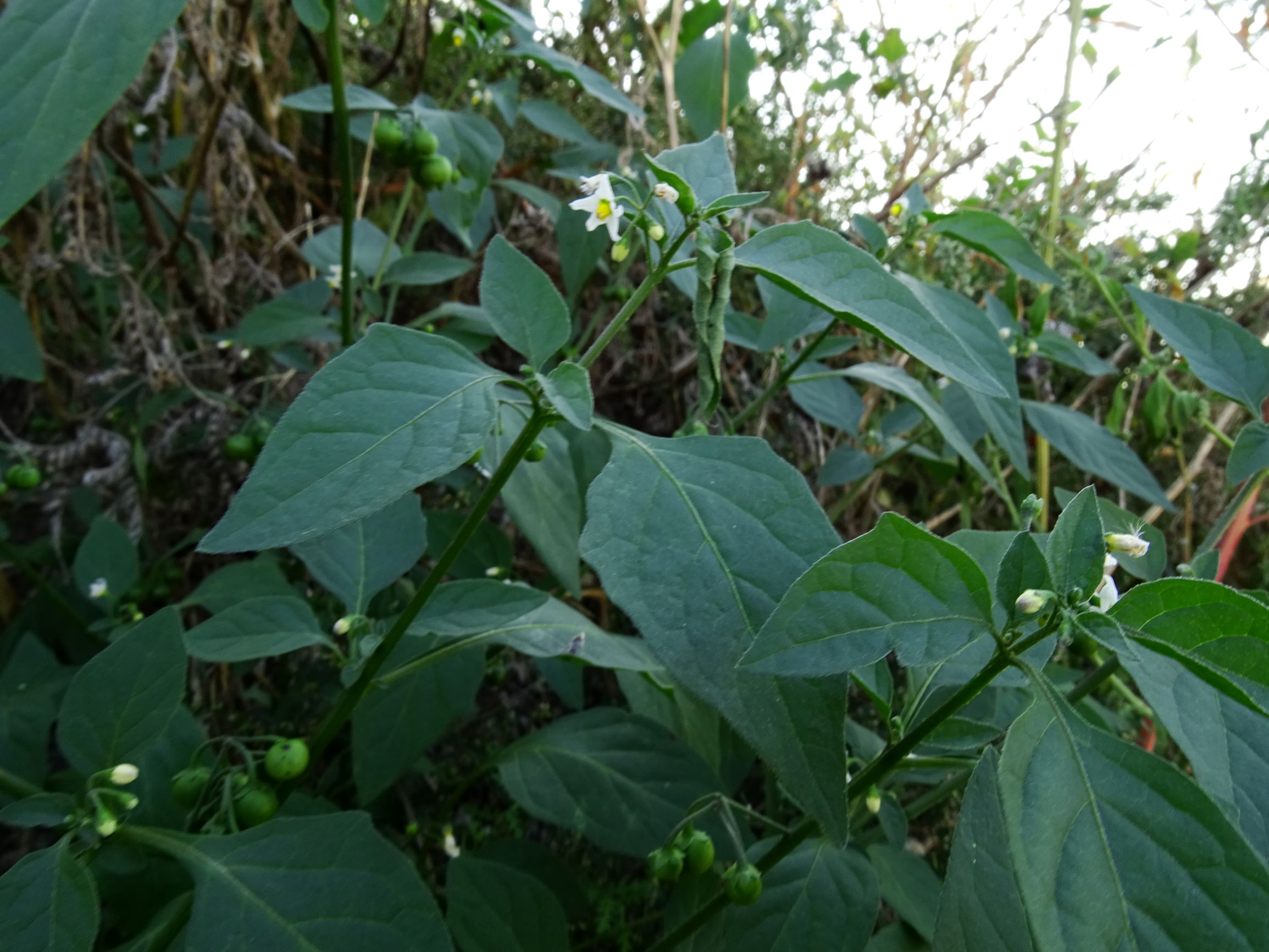 DSC07726 prell-mitte-OSO solanum nigrum.JPG