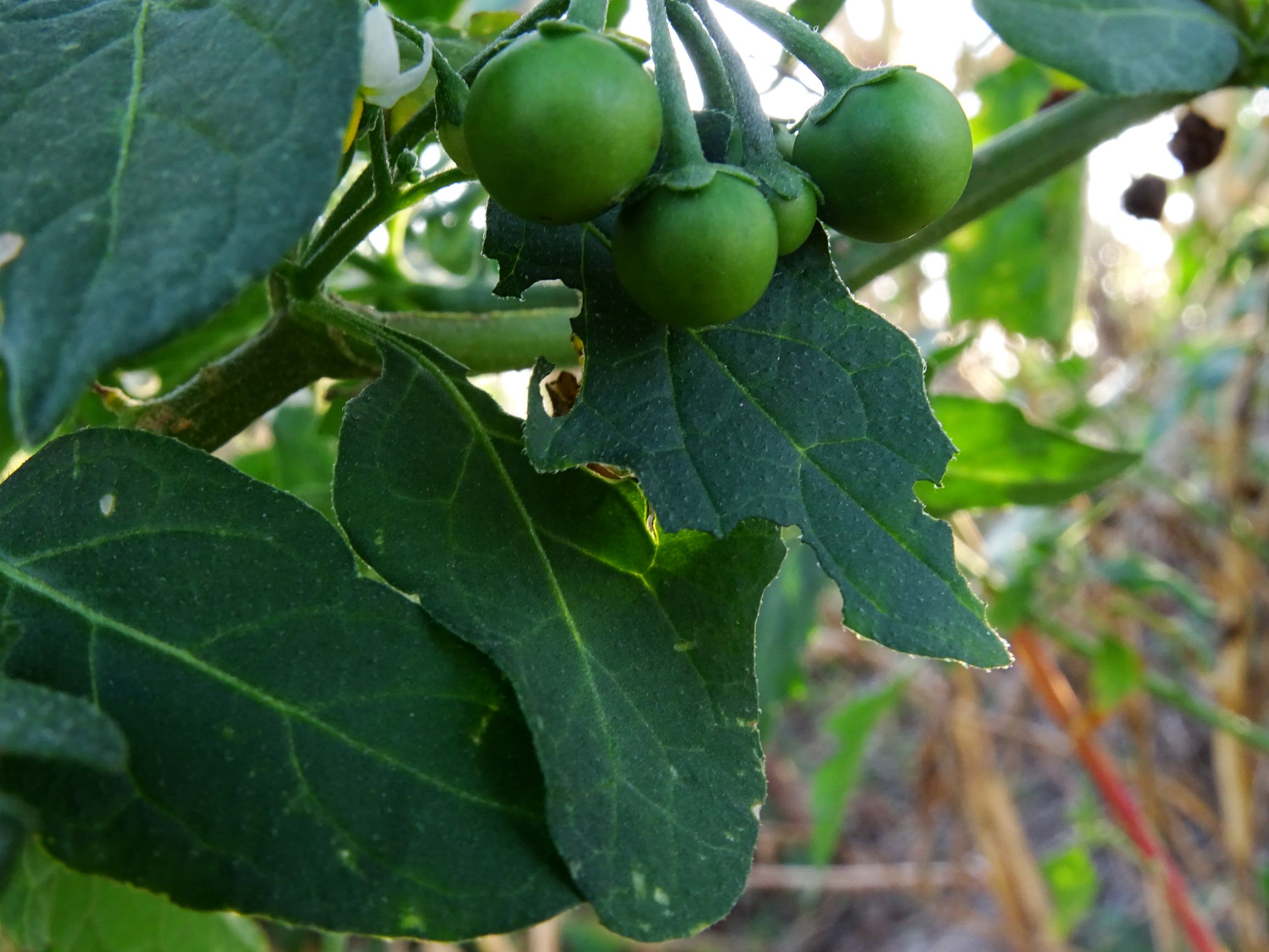 DSC07728 prell-mitte-OSO solanum nigrum.JPG