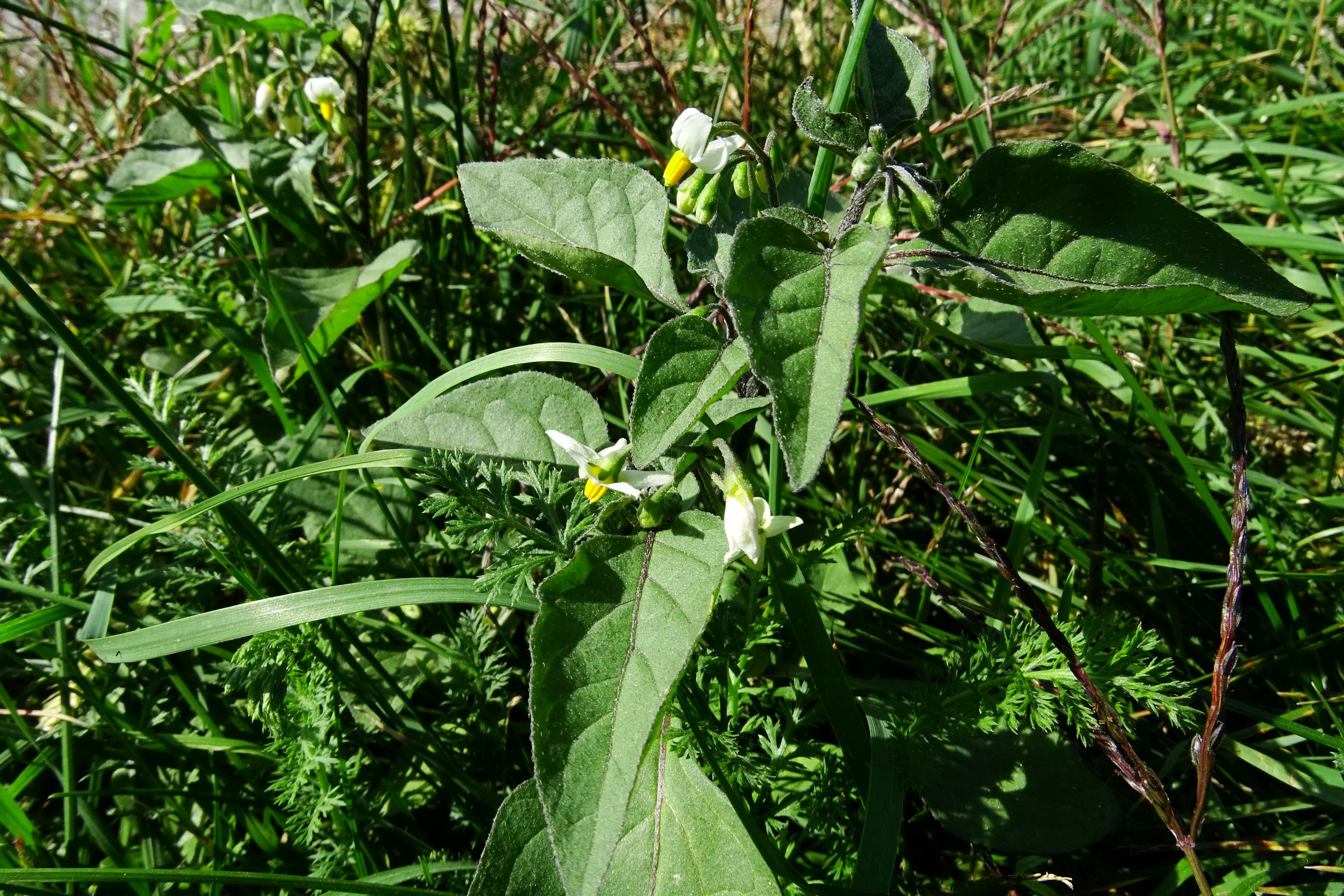 DSC07881 prell-nw solanum nigrum.JPG