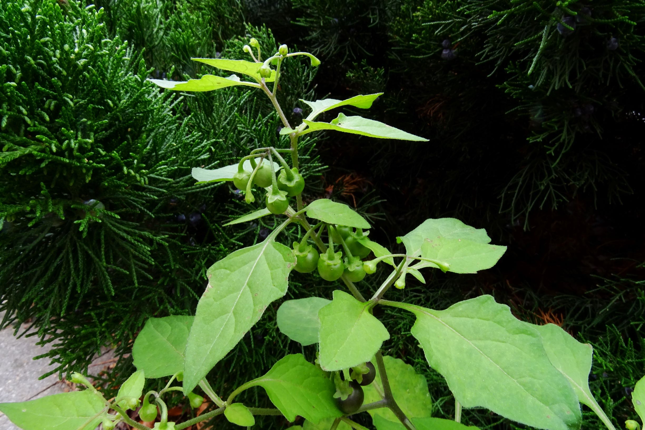 DSC09243 prell-mitte solanum nigrum.JPG