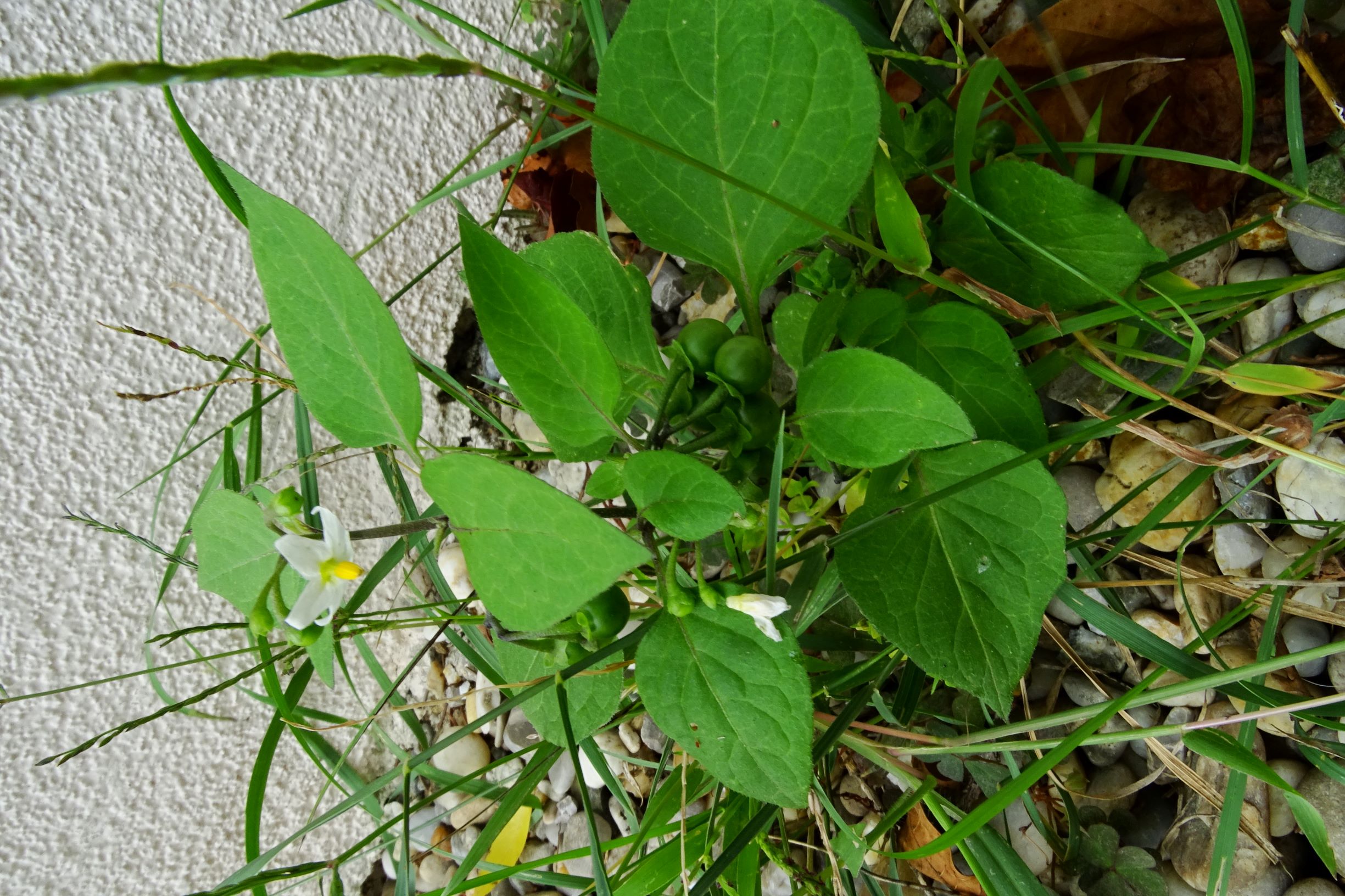 DSC09254 prell mitte-WNW solanum nigrum.JPG