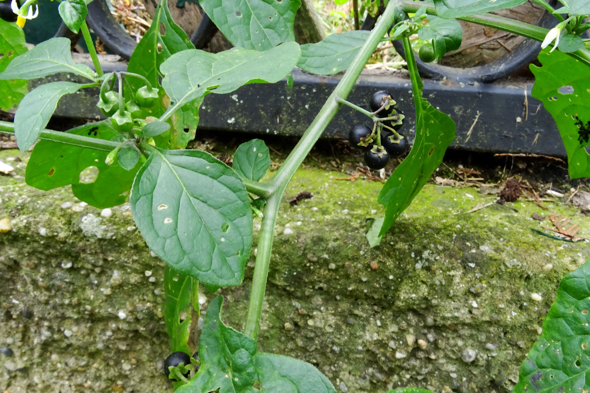 DSC09318 prell-WSW solanum nigrum.JPG