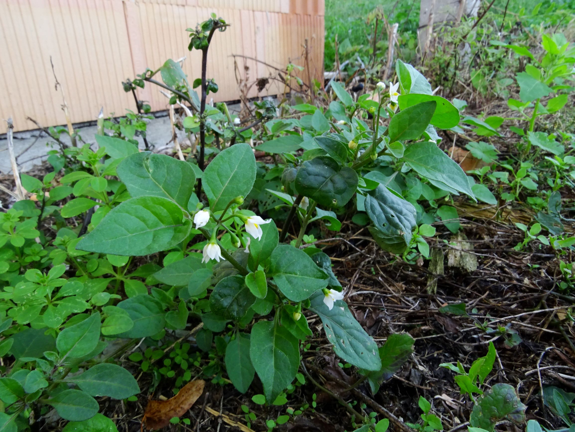 DSC00279 prell-mitte solanum nigrum.JPG