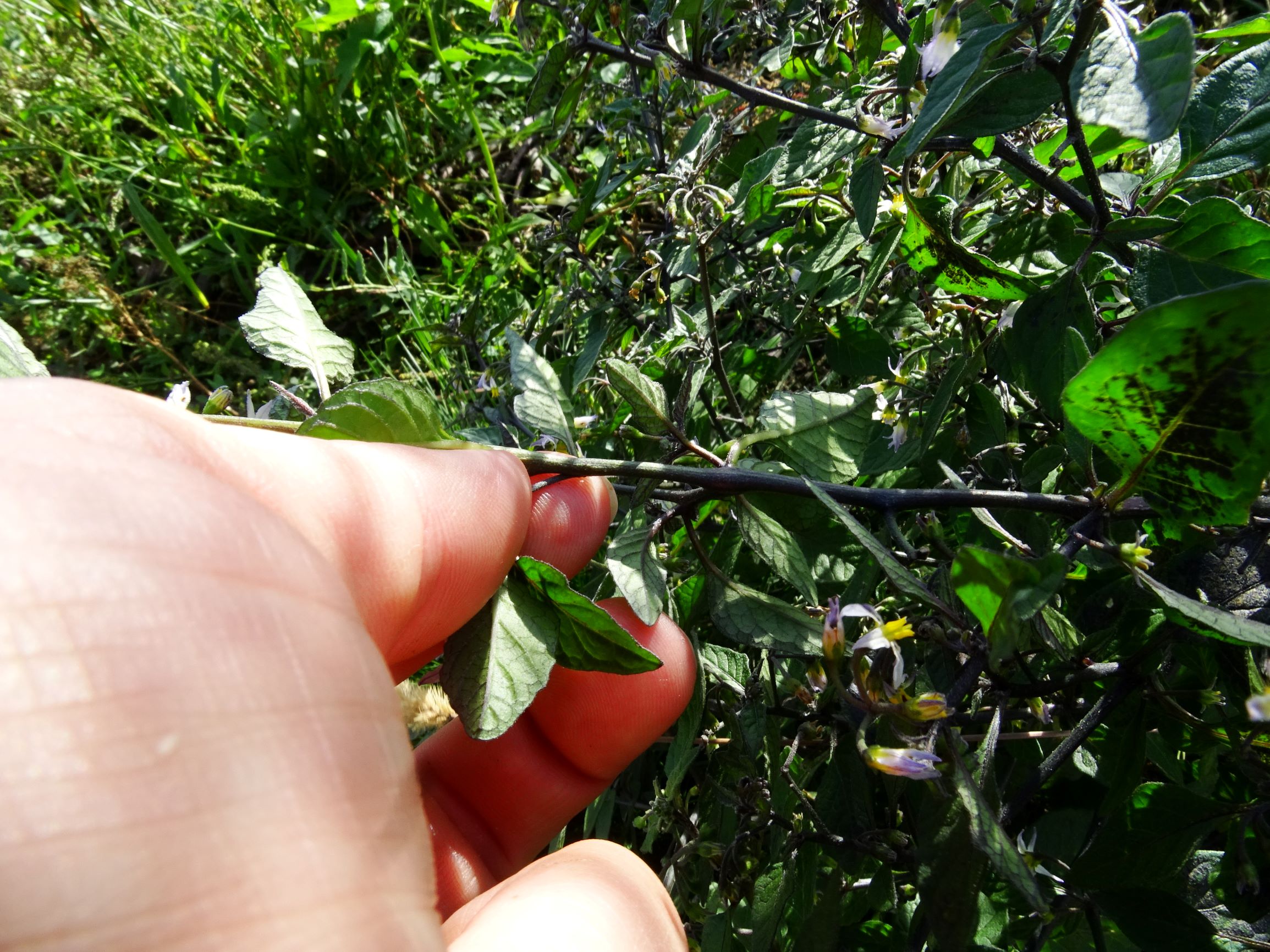 DSC00710 prell-mitte-OSO solanum nigrum.JPG