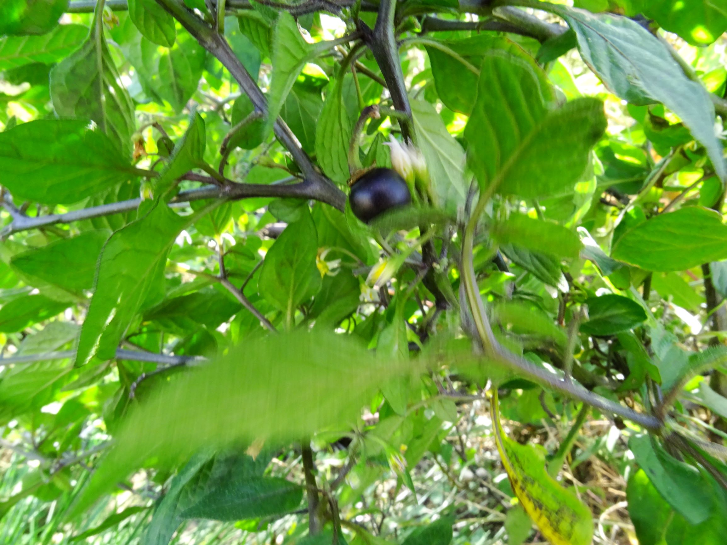 DSC00711 prell-mitte-OSO solanum nigrum.JPG