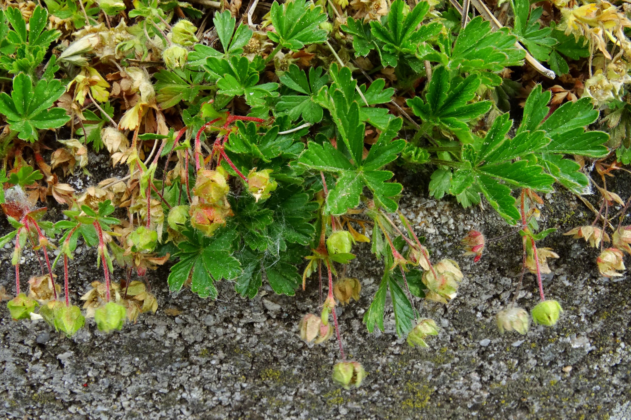 DSC04295 prell-SO potentilla neumanniana.JPG