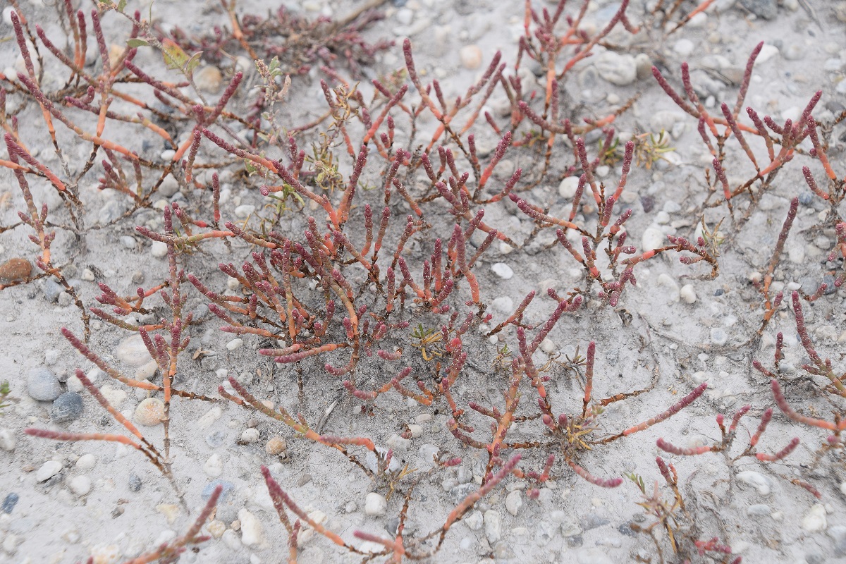 Lange Lacke - 31082020-(21) - Wörthenlacken - Salicornia prostrata - Pannonien-Queller.JPG