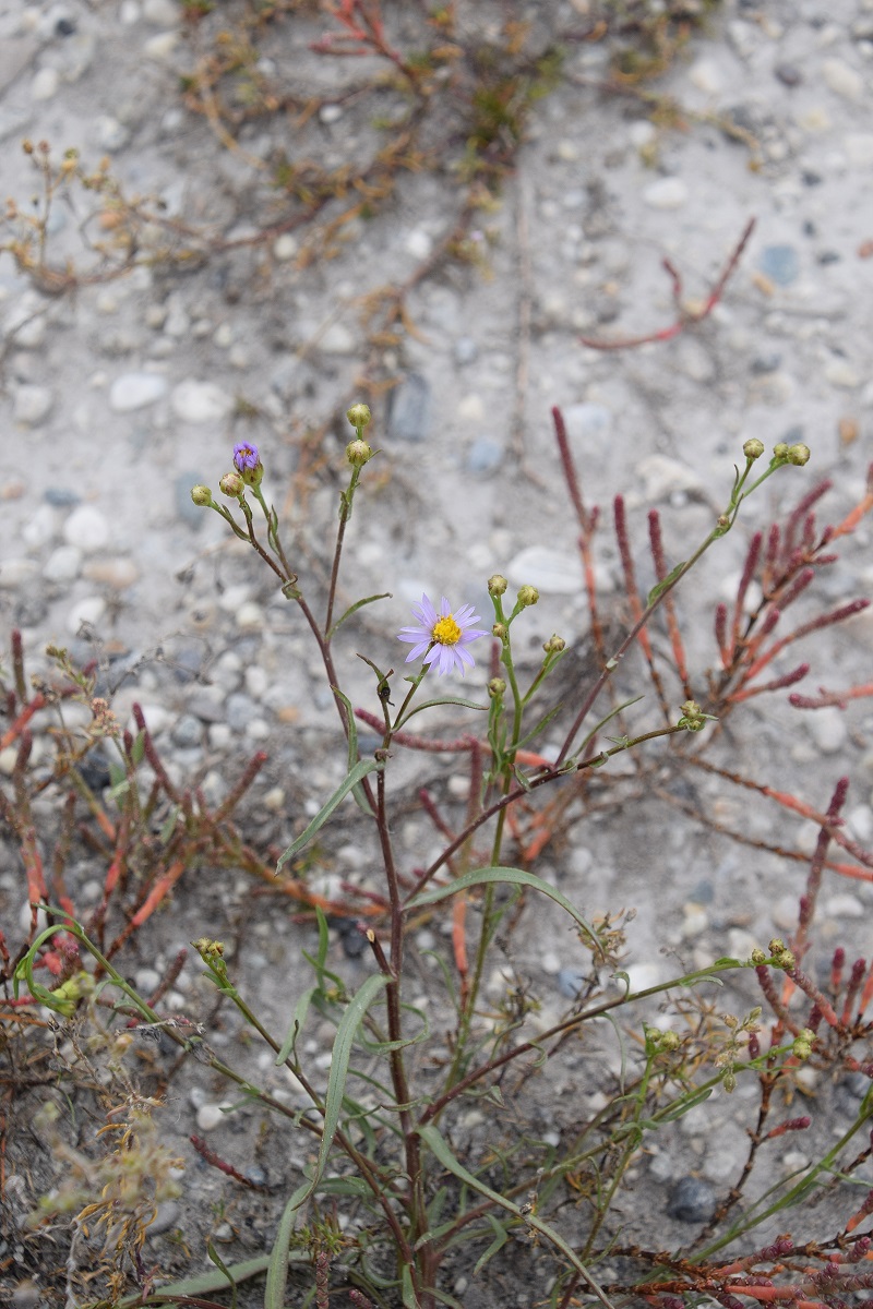 Lange Lacke - 31082020-(22) - Wörthenlacken - Tripolium pannonicum - Pannonien-Salzaster.JPG