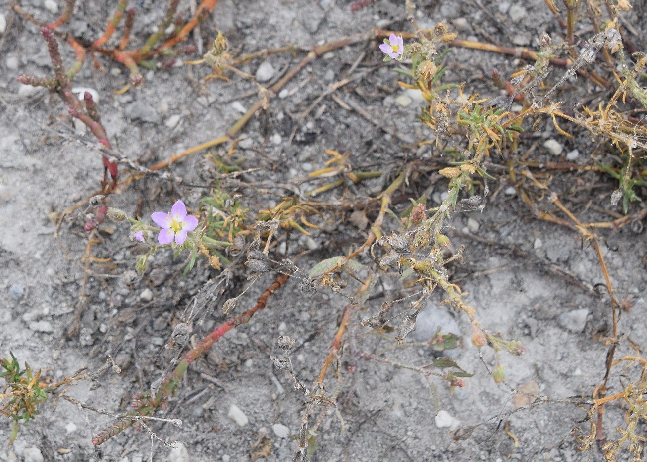 Lange Lacke - 31082020-(23) - Wörthenlacken - Spergularia maritima - Strand-Schuppenmiere.JPG