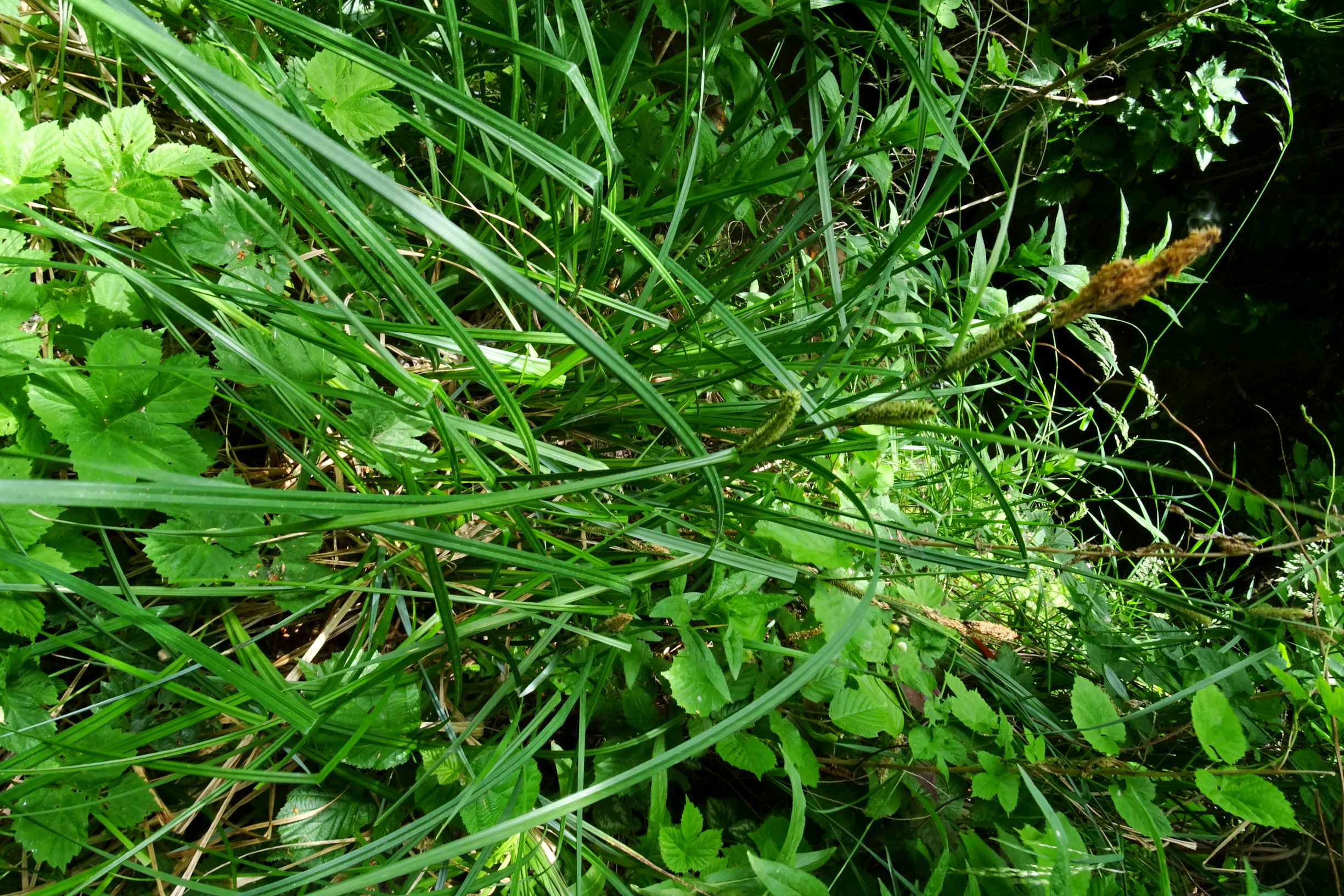DSC04668 prellenkirchen-SO carex cf. acutiformis, 2020-05-14.JPG