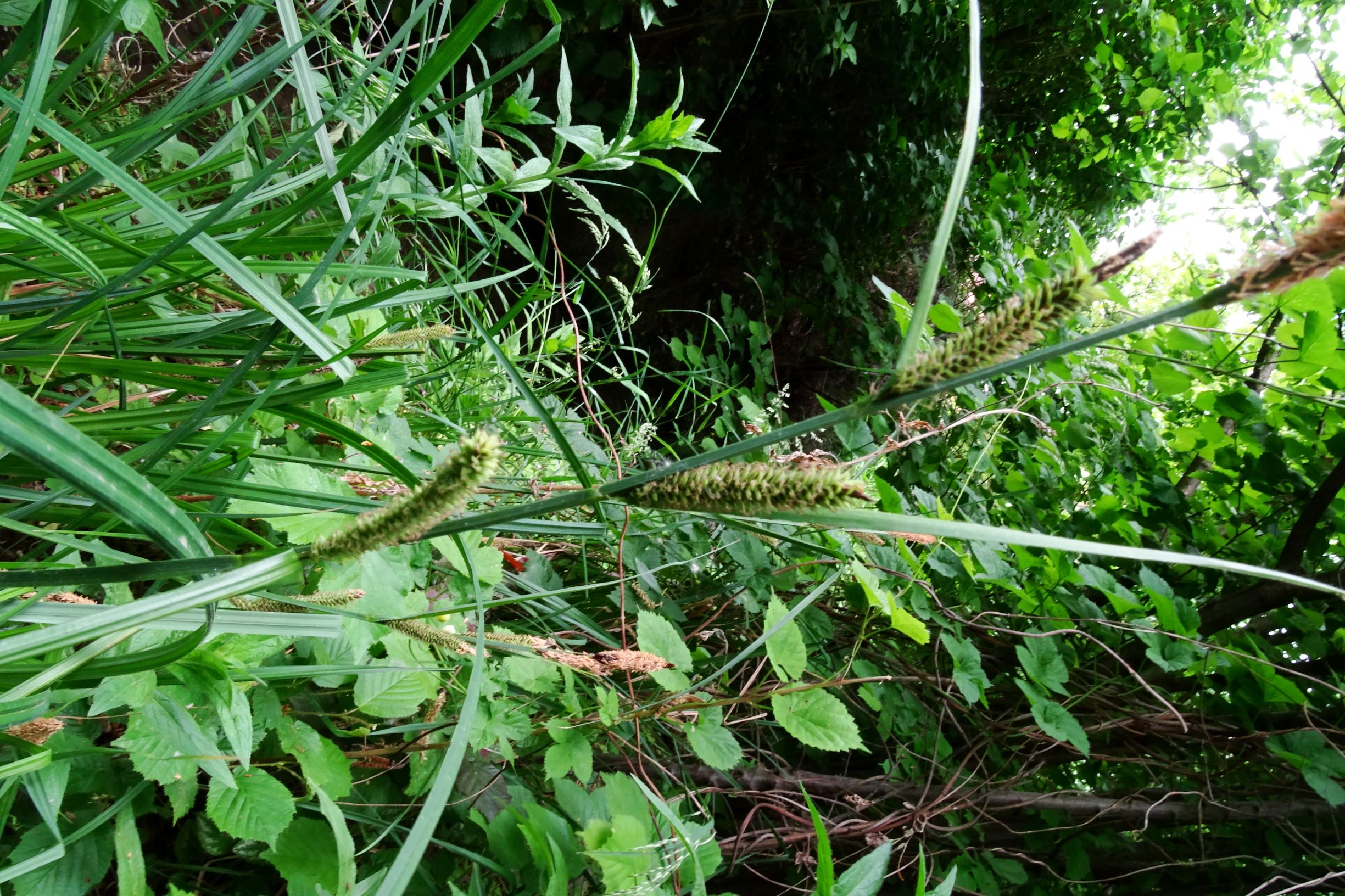 DSC04670 prellenkirchen-SO carex cf. acutiformis, 2020-05-14.JPG