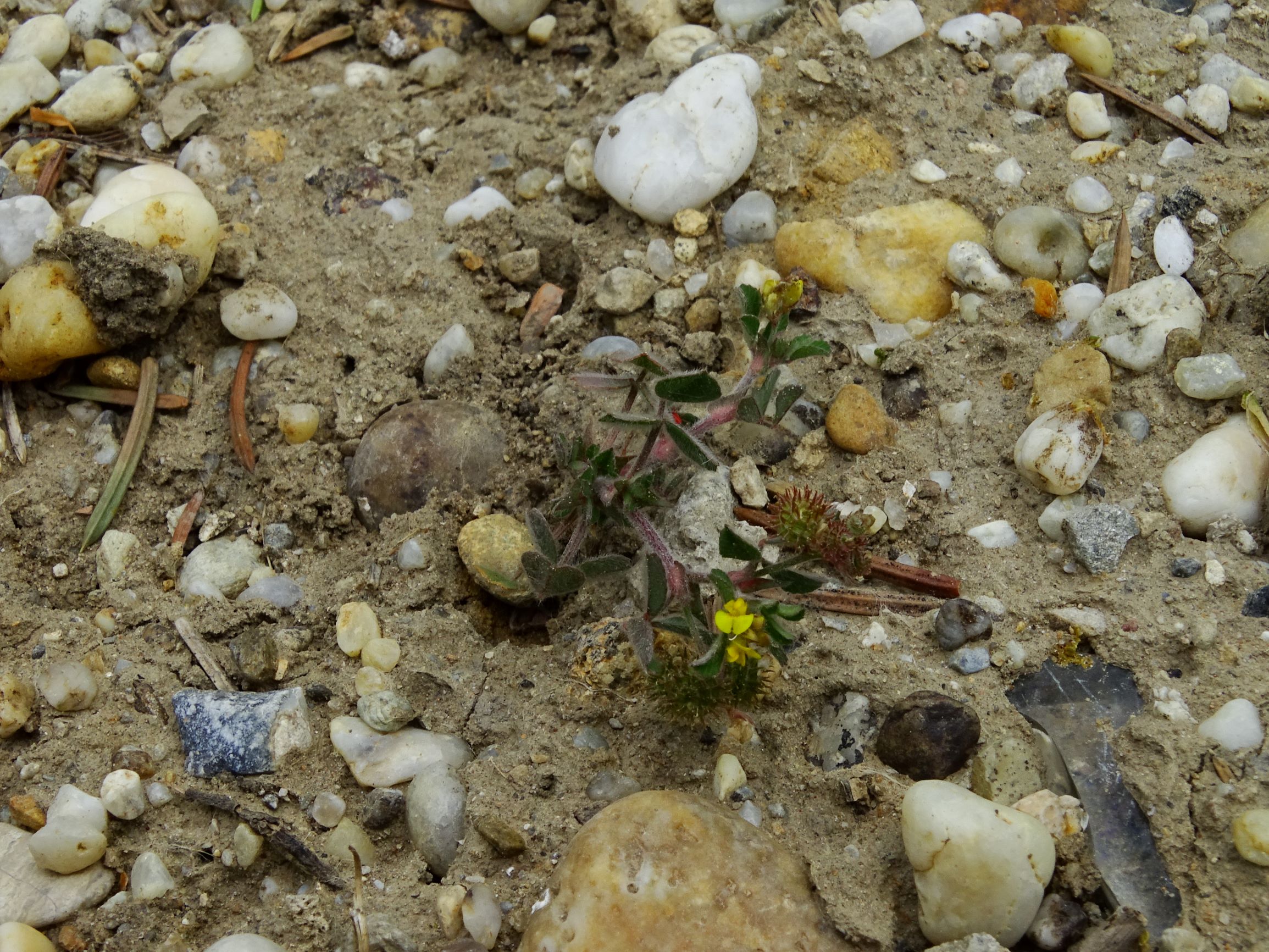 DSC04705 prellenkirchen-SO, 2020-05-14, medicago minima.JPG