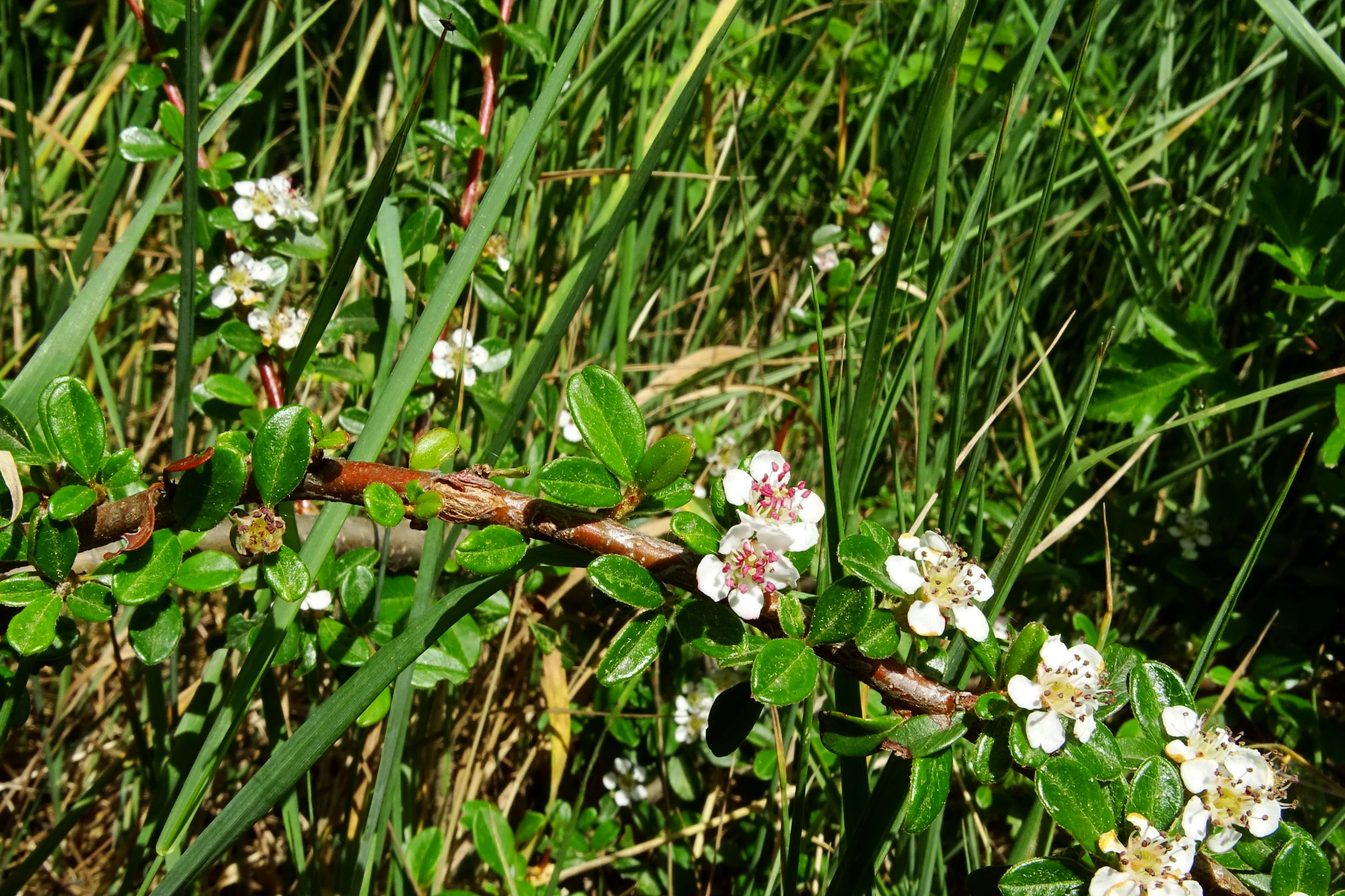 DSC04733 prellenkirchen-SO, 2020-05-14, cotoneaster cf. x suecicus.JPG