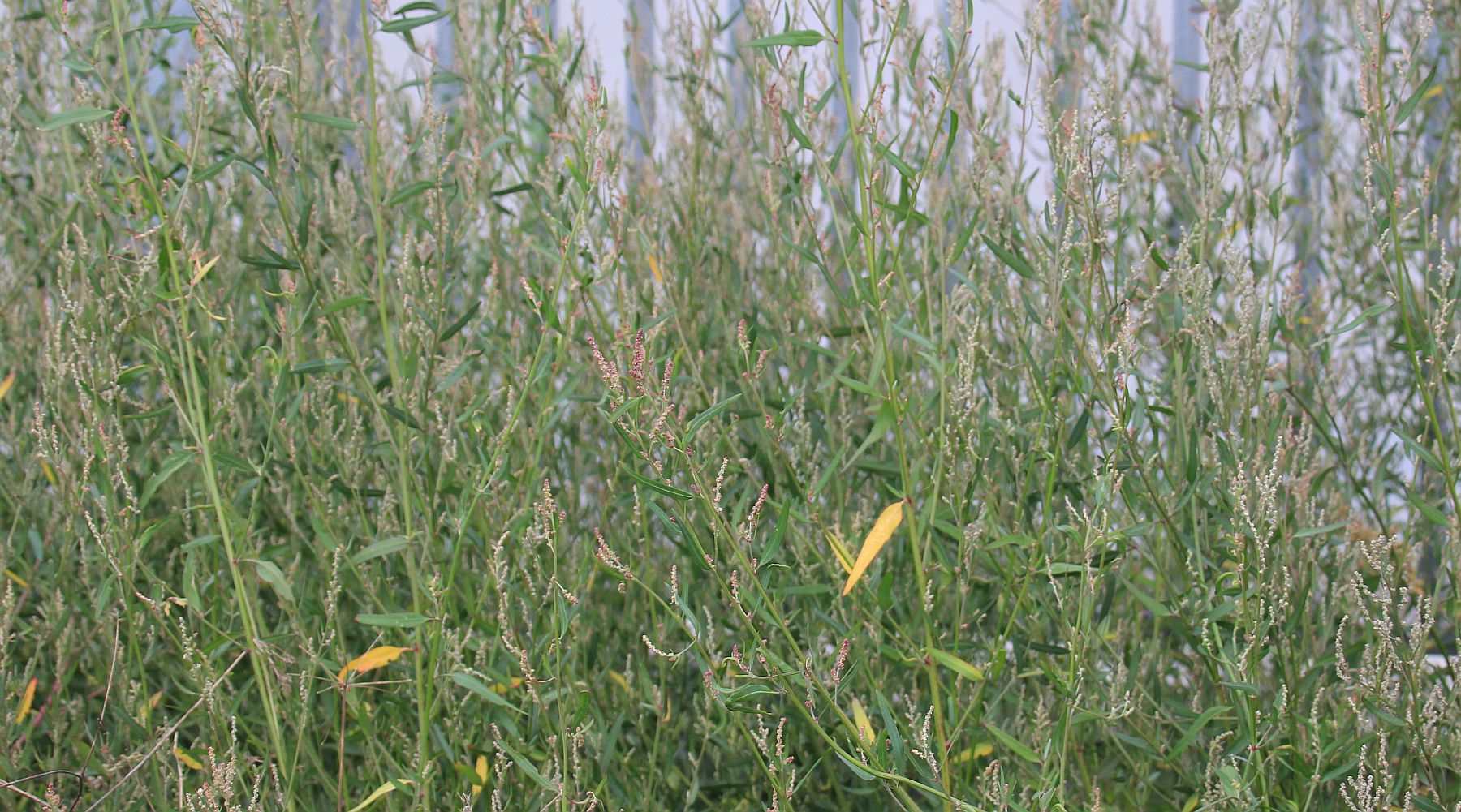 Chenopodium strictum Tribuswinkel_20200929_03.jpg