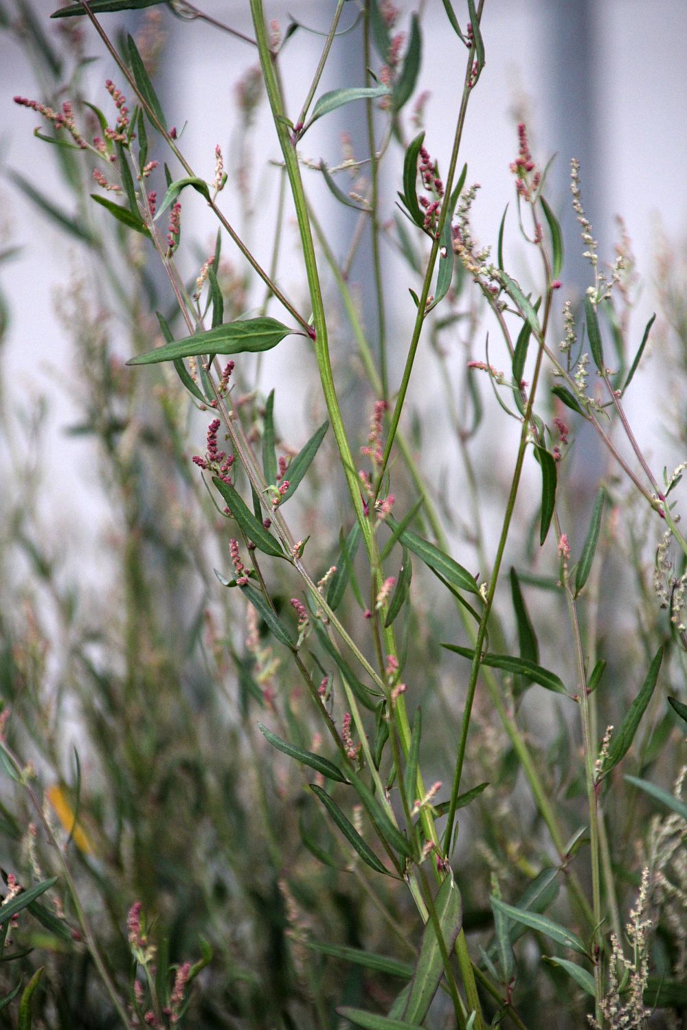 Chenopodium strictum Tribuswinkel_20200929_05.jpg