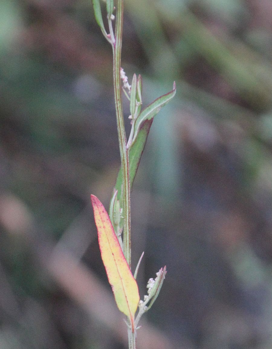 Chenopodium strictum Tribuswinkel_20200929_08.jpg