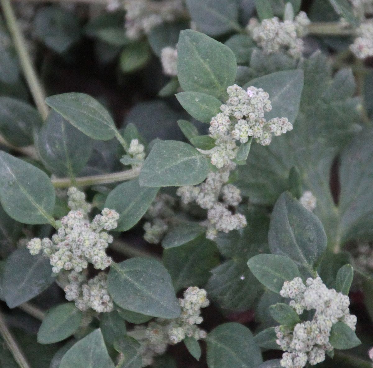 Chenopodium vulvaria Tribuswinkel_20200929_01.jpg