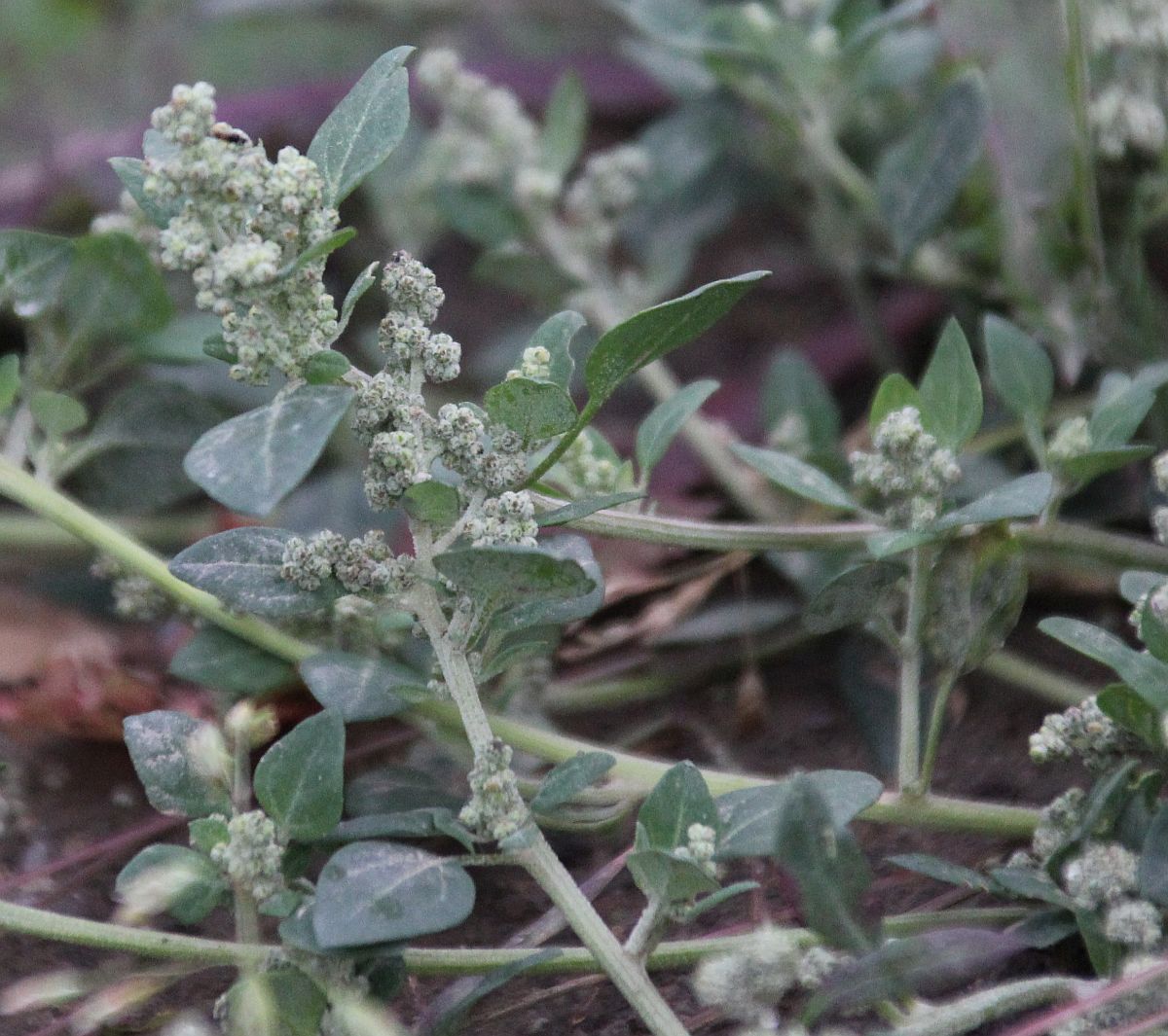 Chenopodium vulvaria Tribuswinkel_20200929_09.jpg