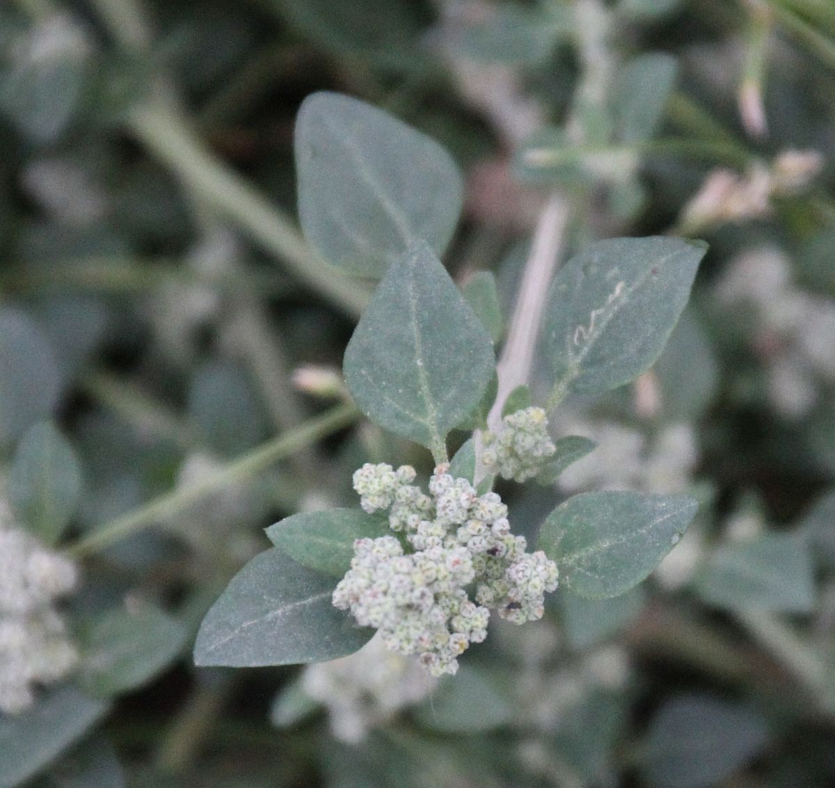 Chenopodium vulvaria Tribuswinkel_20200929_11.jpg