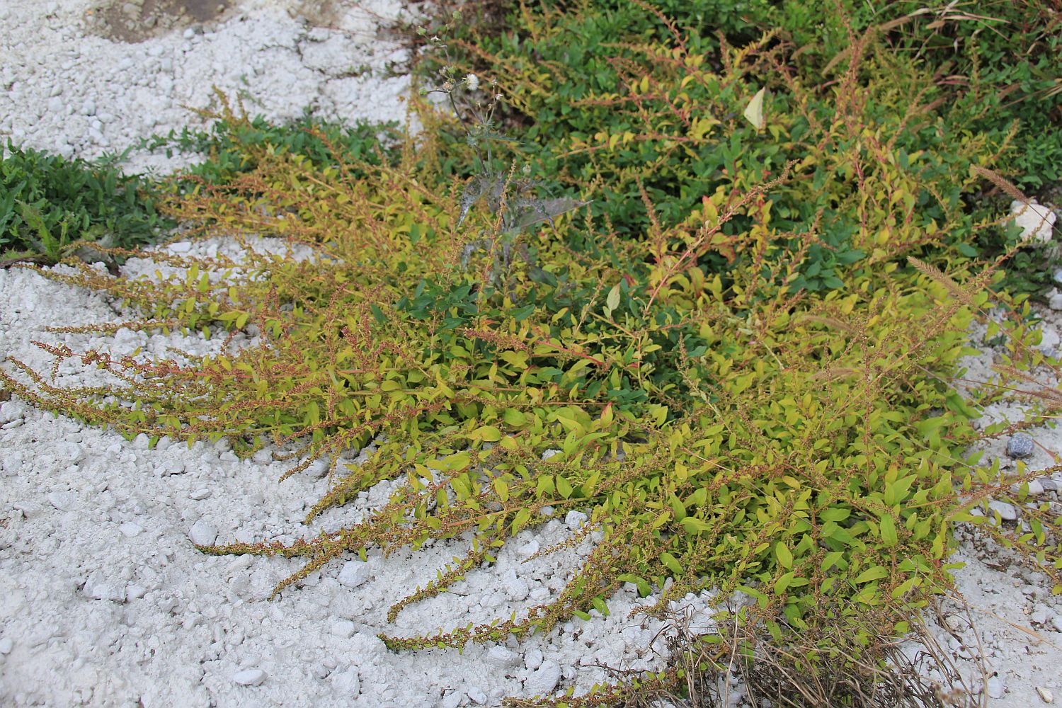 Lipandra polysperma Tribuswinkel_20200929_04.jpg