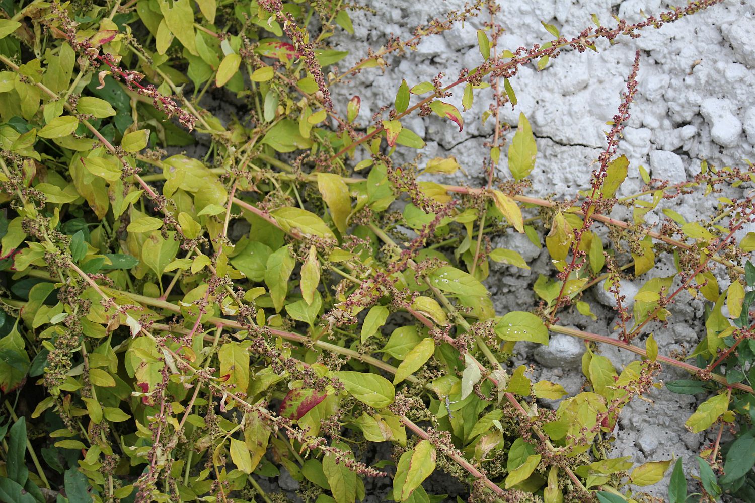 Lipandra polysperma Tribuswinkel_20200929_12.jpg