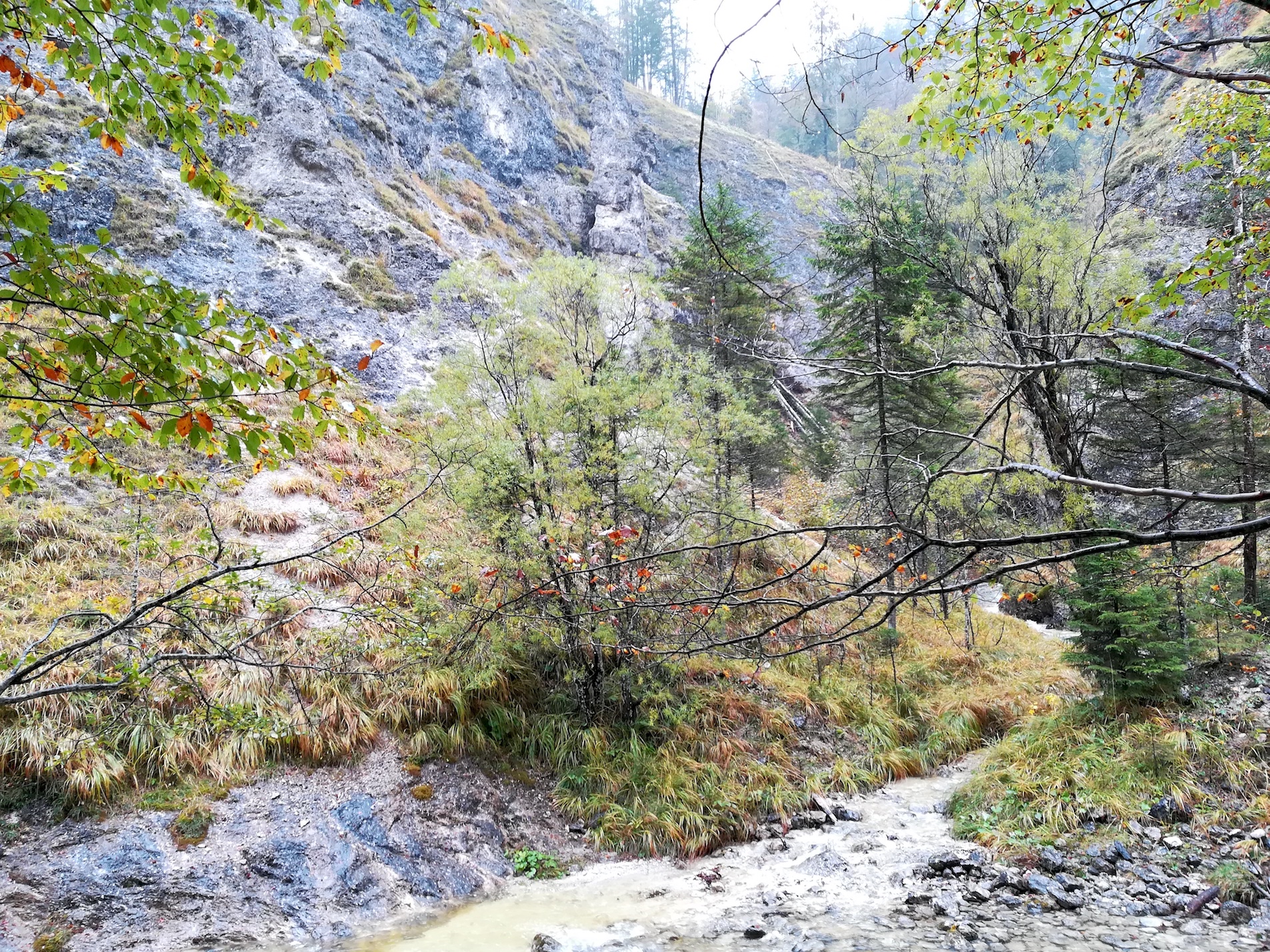 eulenweg zufluss zum steinbach wildnisgebiet dürrenstein_20201017_121448.jpg