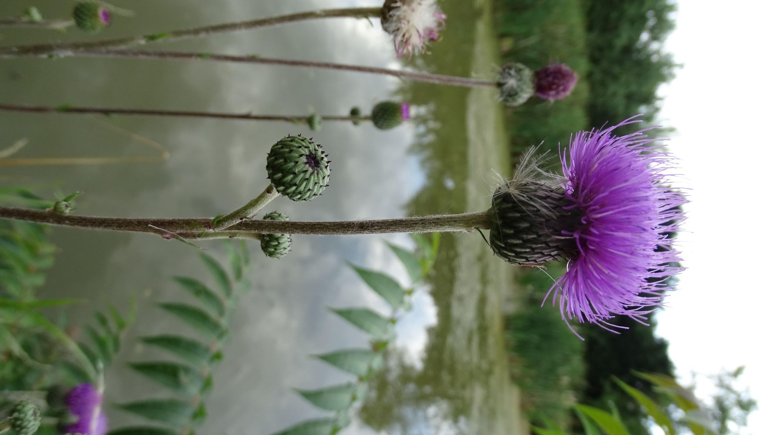 DSC03231 prell-SO cirsium canum.JPG