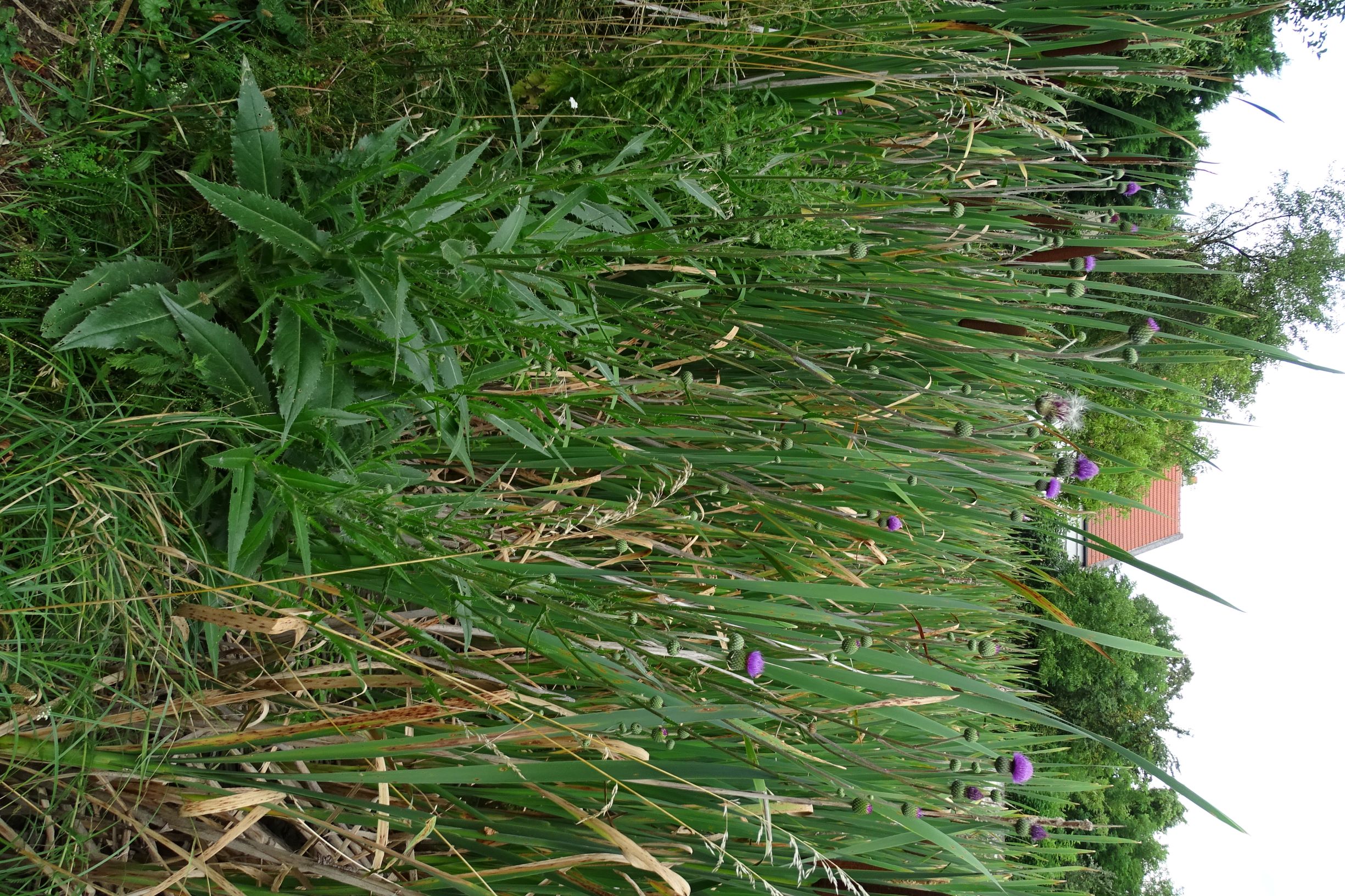 DSC03252 prell-SO cirsium canum.JPG