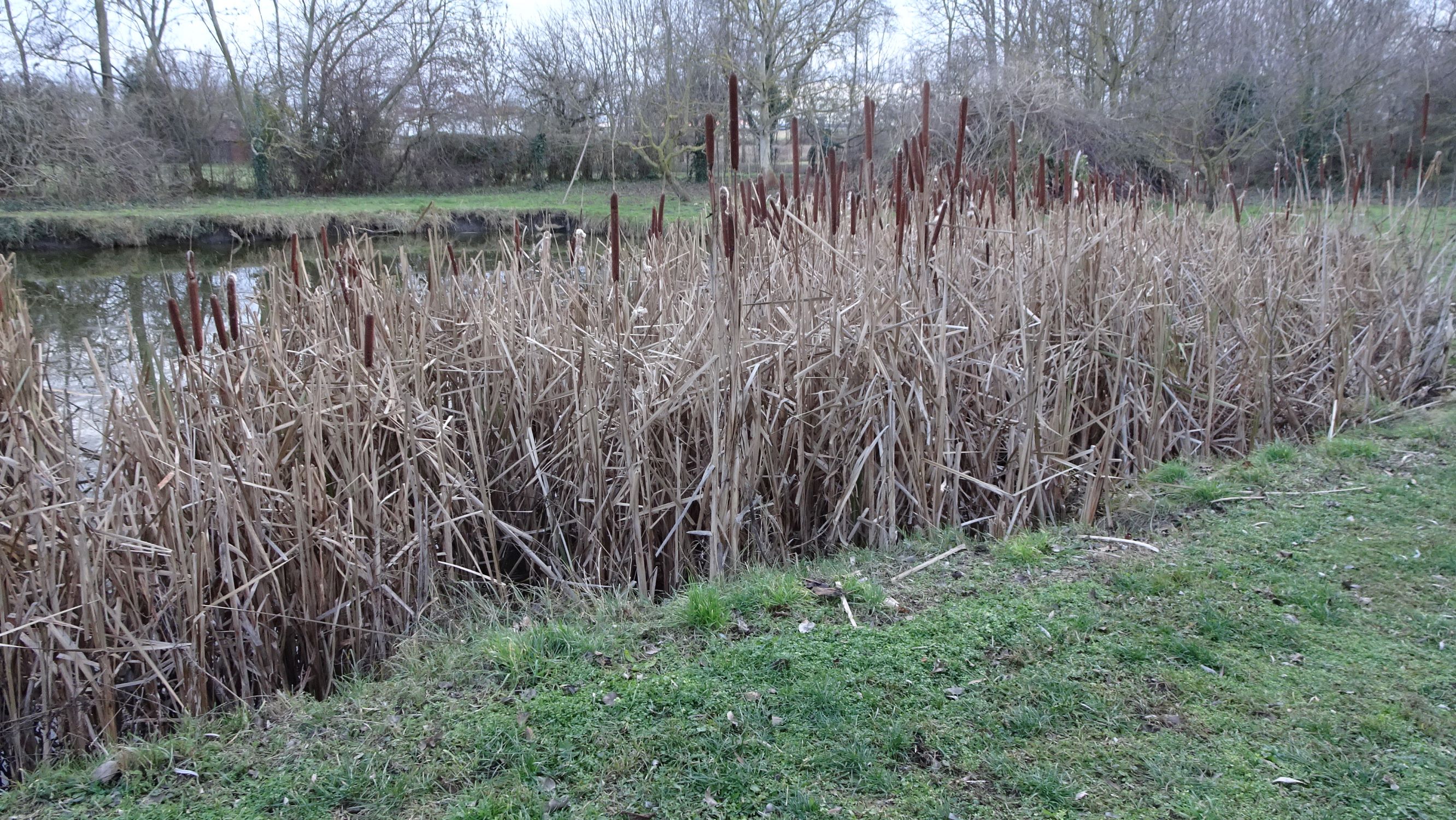 DSC03323 prell-SO typha latifolia.JPG