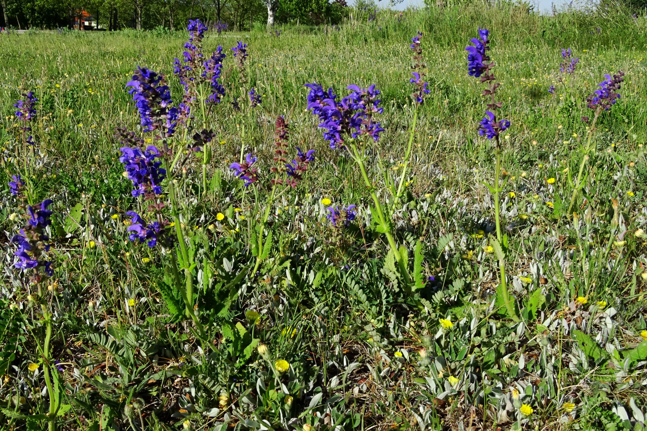 DSC03937 prell-mitte salvia pratensis, hieracium pilosella.JPG