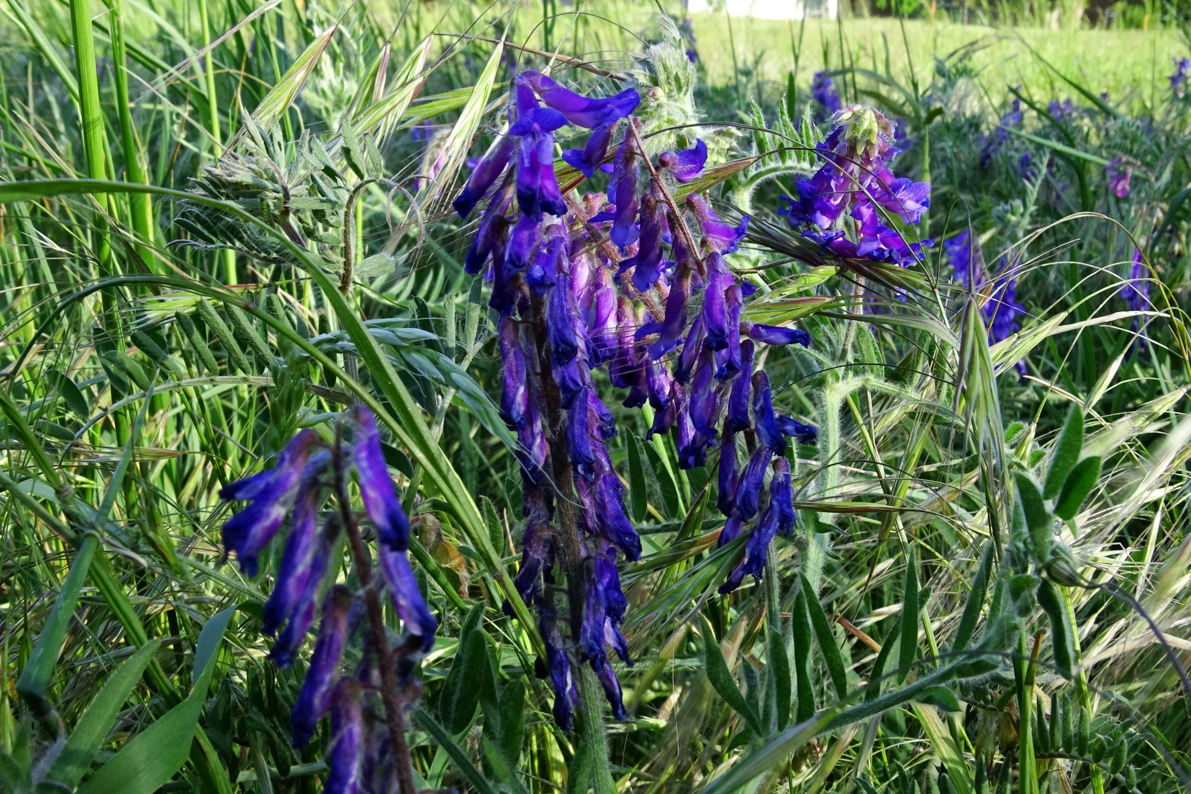 DSC03950 prell-mitte vicia villosa (sehr selten), bromus sterilis.JPG