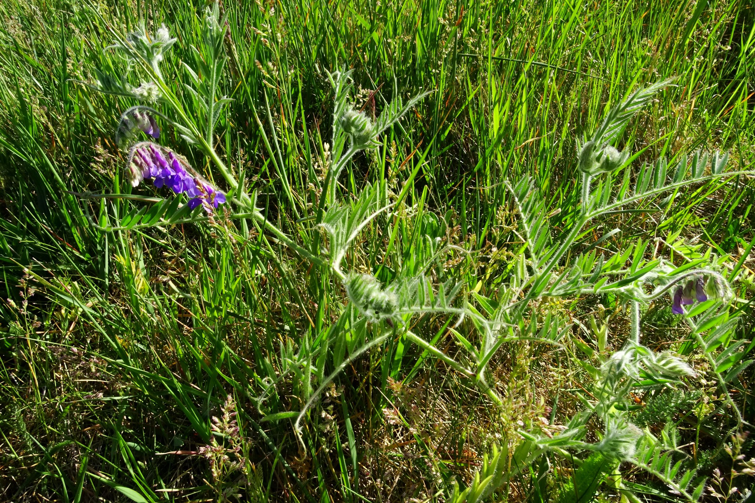 DSC03955 prell-mitte vicia villosa.JPG