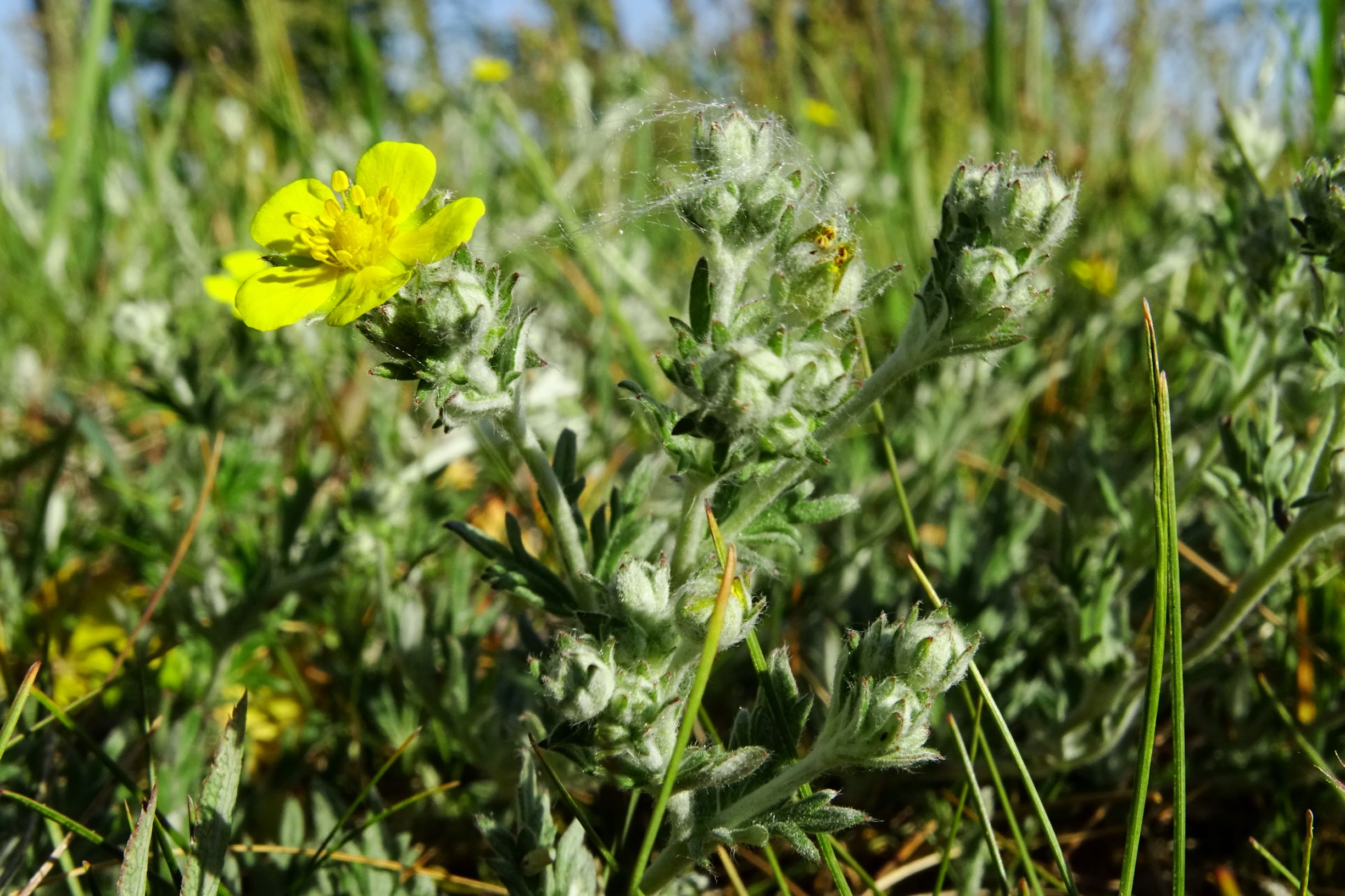 DSC04012 prell-mitte potentilla argentea.JPG