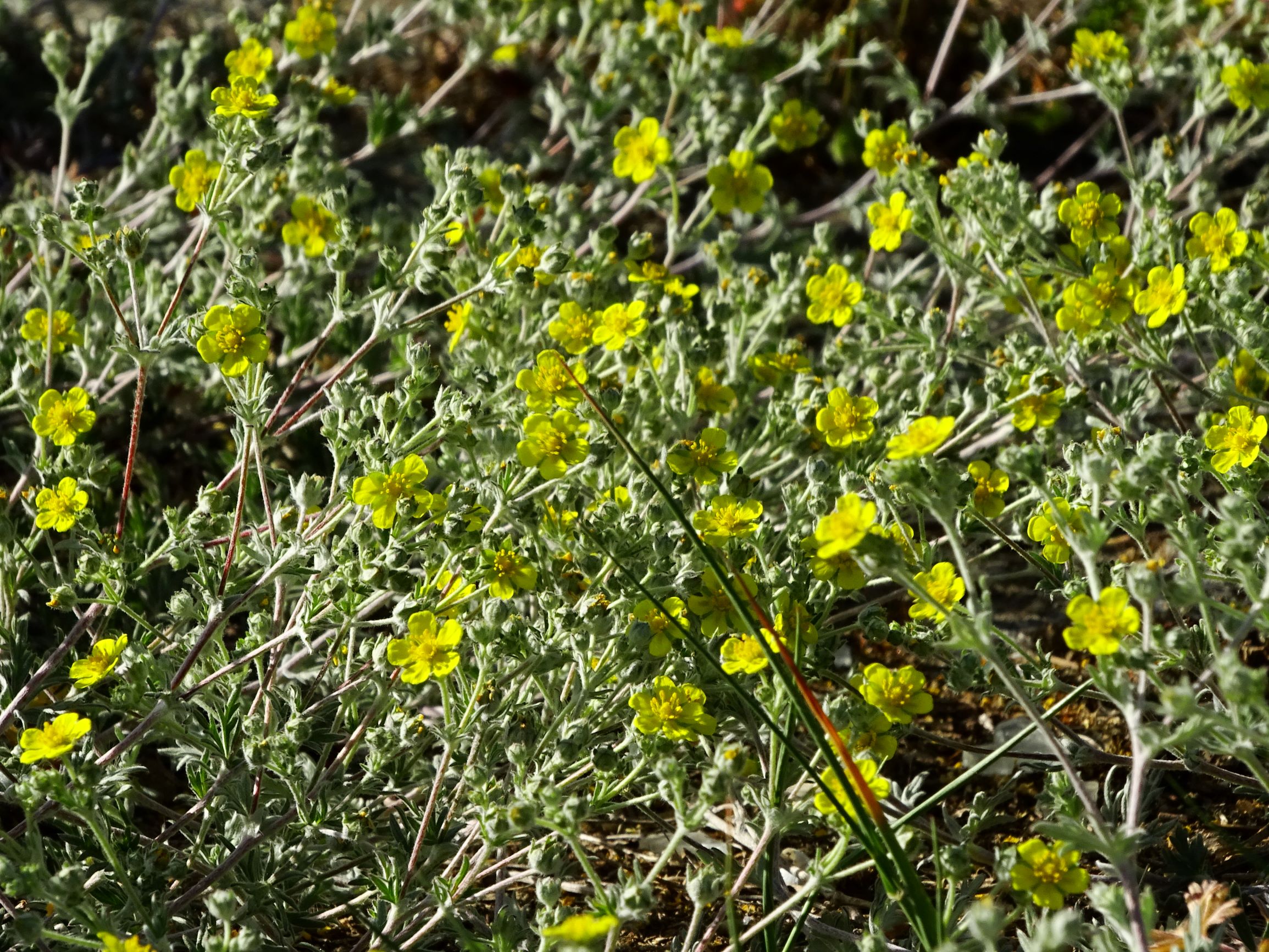 DSC04026 prell-mitte potentilla argentea.JPG