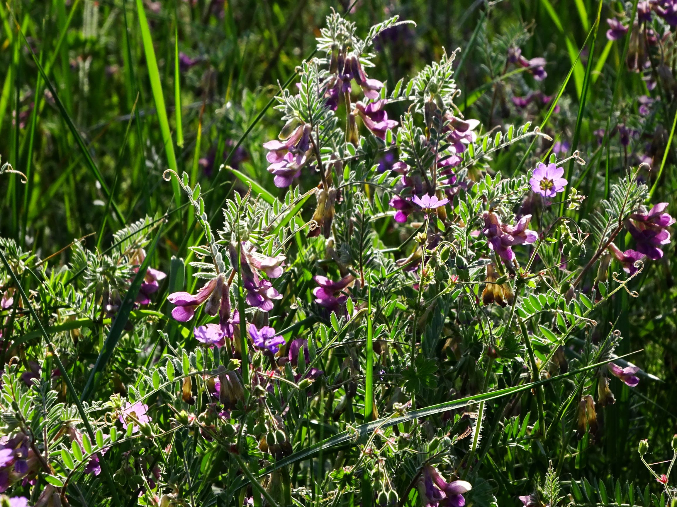 DSC04071 prell-mitte vicia pannonica striata, geranium pyrenaicum.JPG