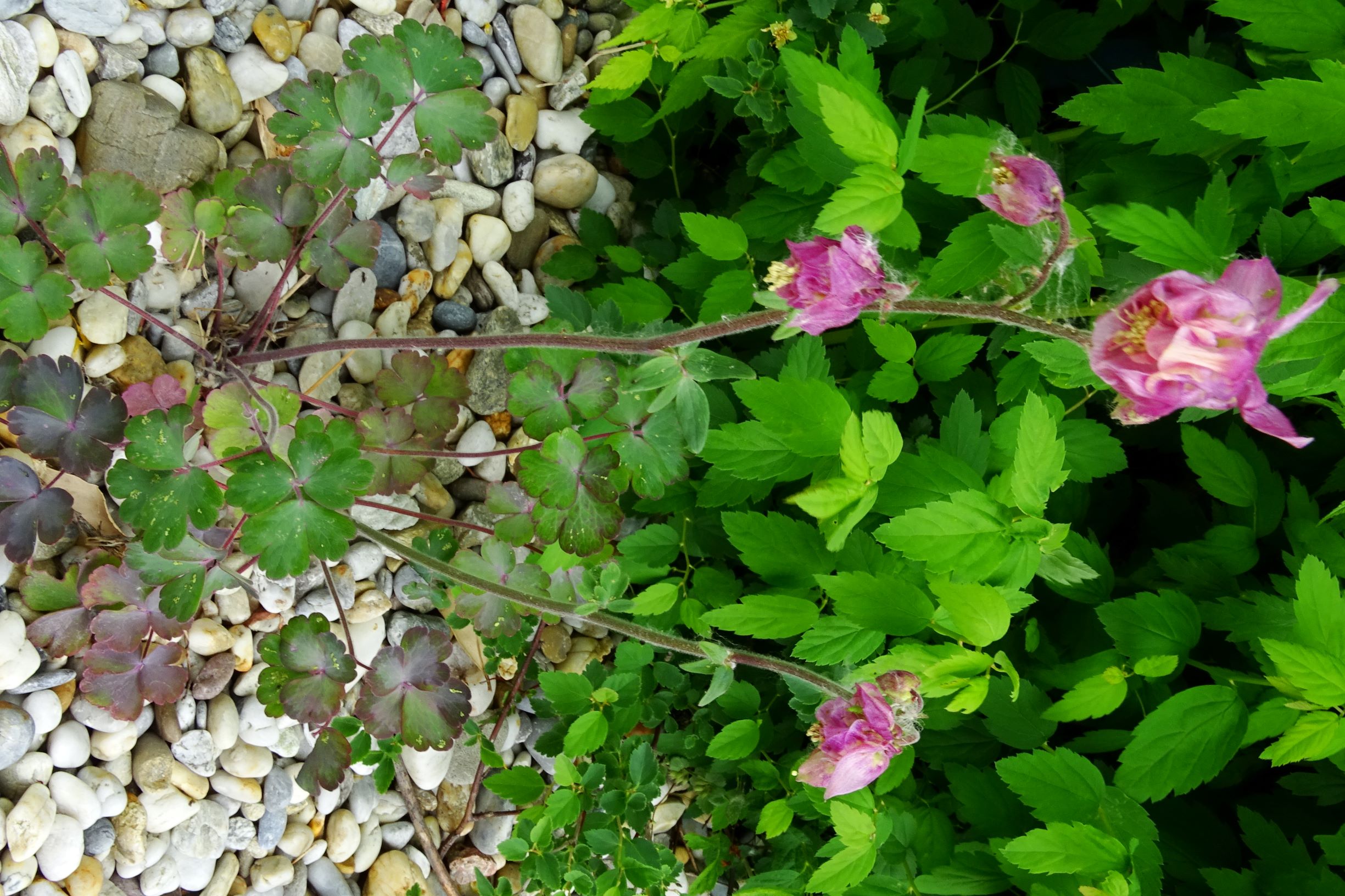 DSC04753 prell-SO Aquilegia vulgaris agg. Kultivar.JPG